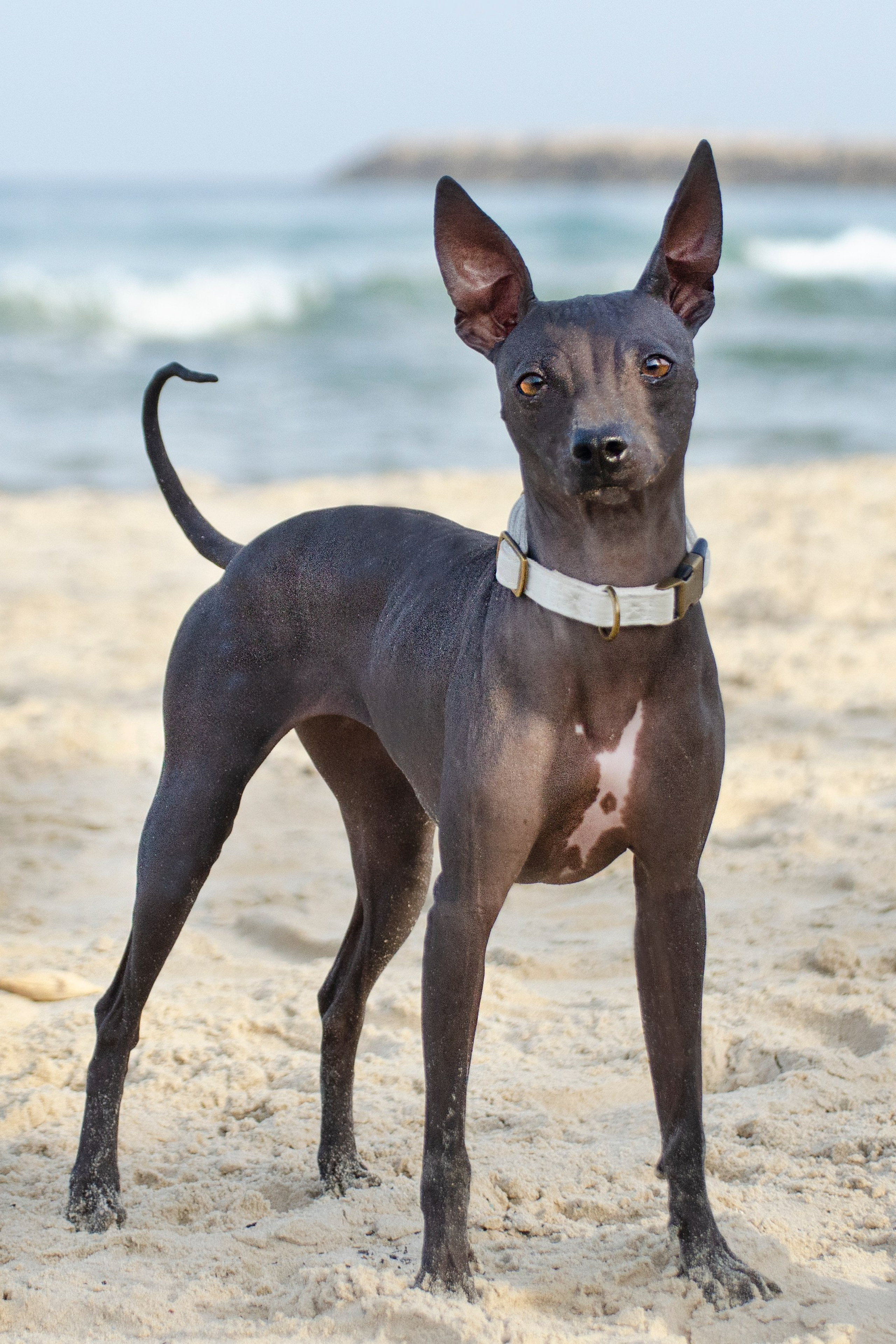 Александр и Бель