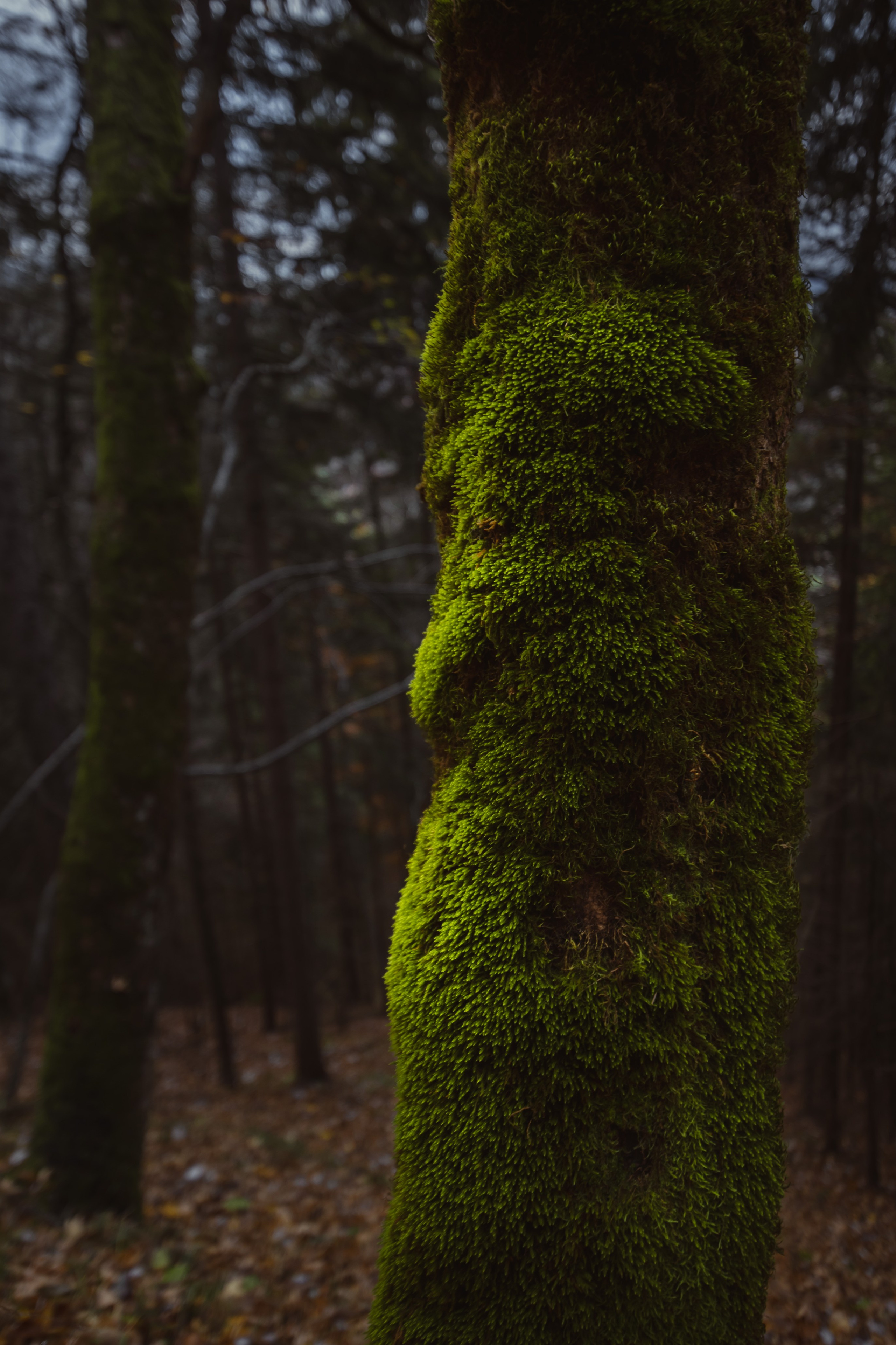 “Alpine Whispers: A&nbsp;Journey to&nbsp;Wallberg”