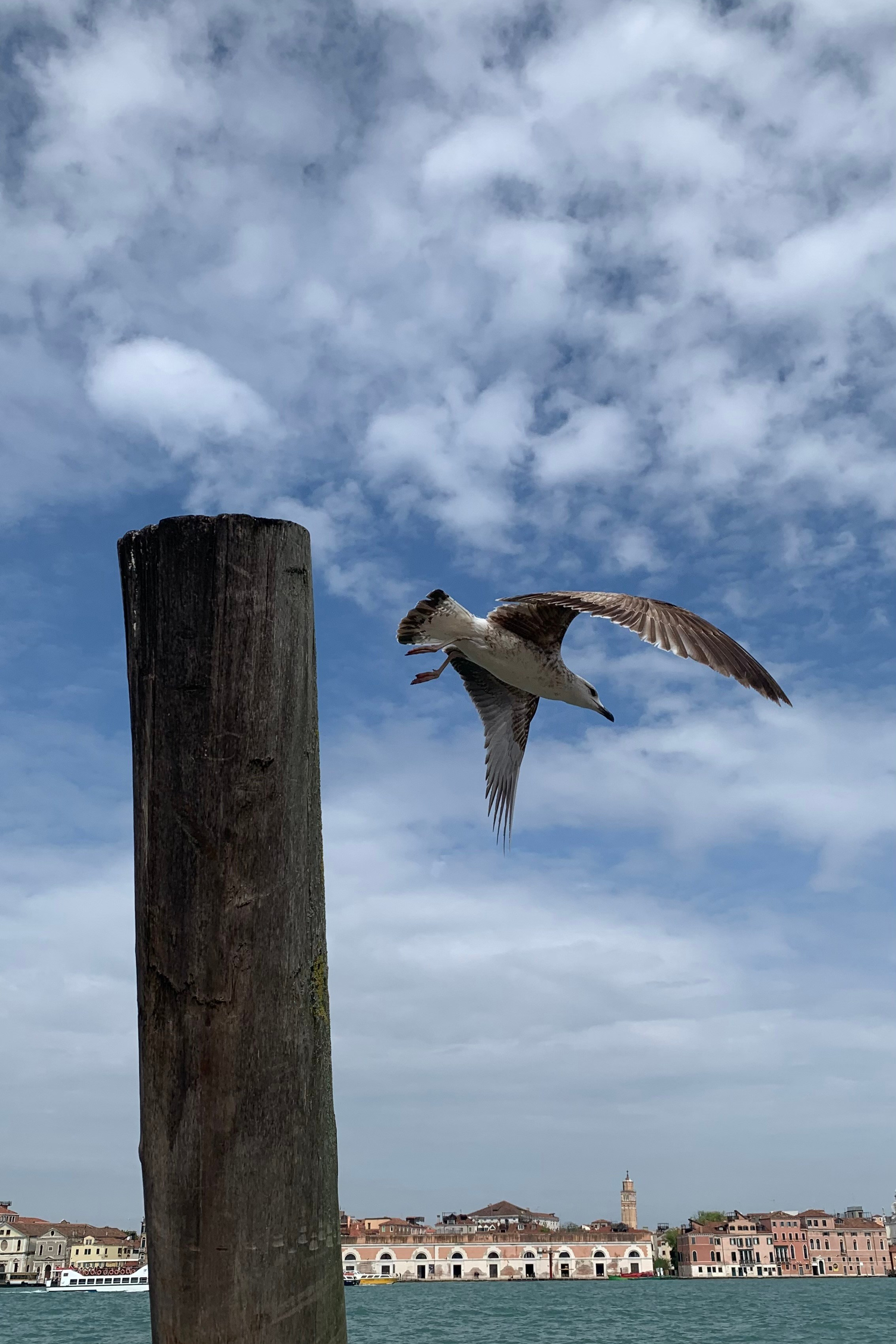 Things I cannot have - I draw. Nadia Kuprina. Artist