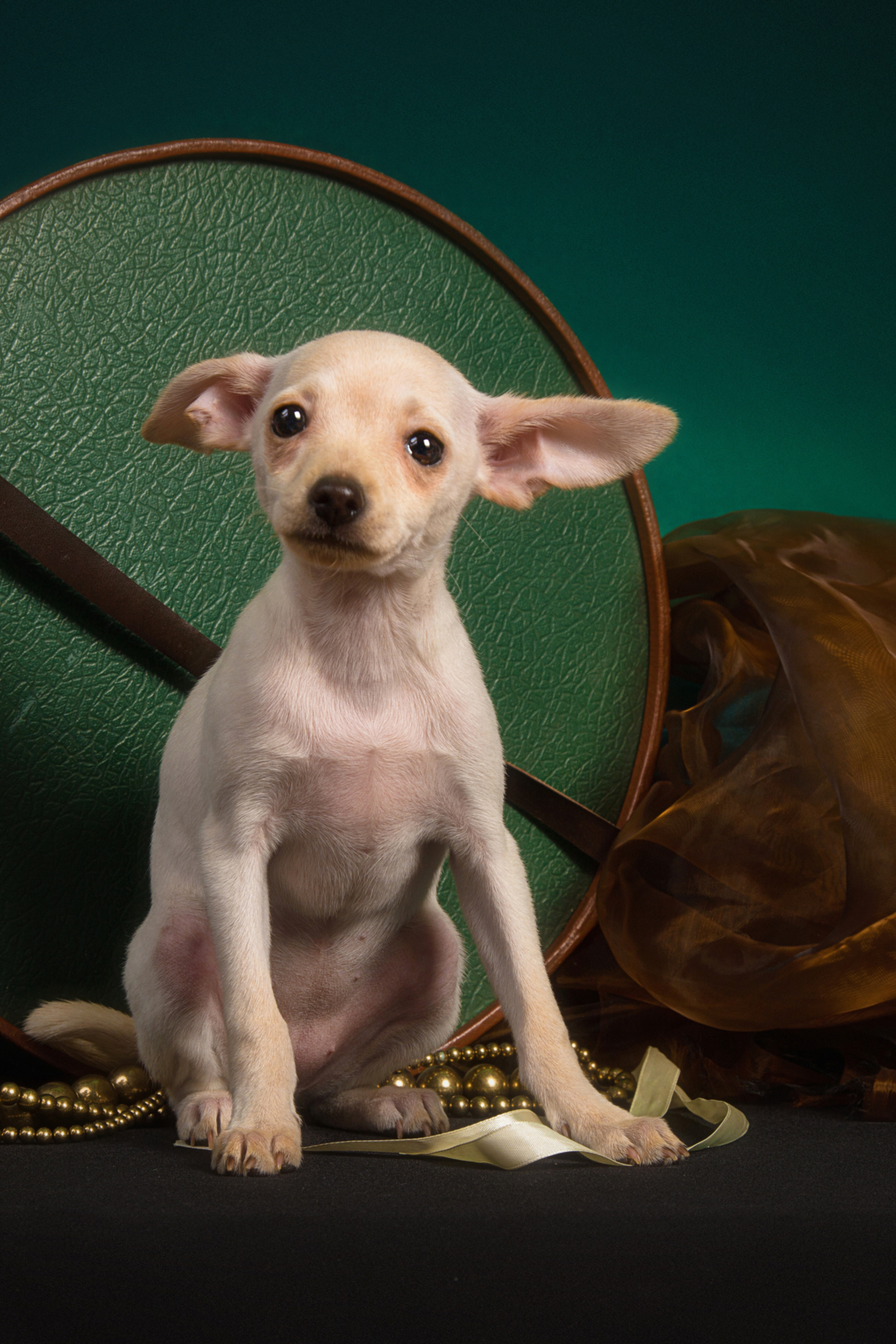 Chihushichki puppies (9 фото)