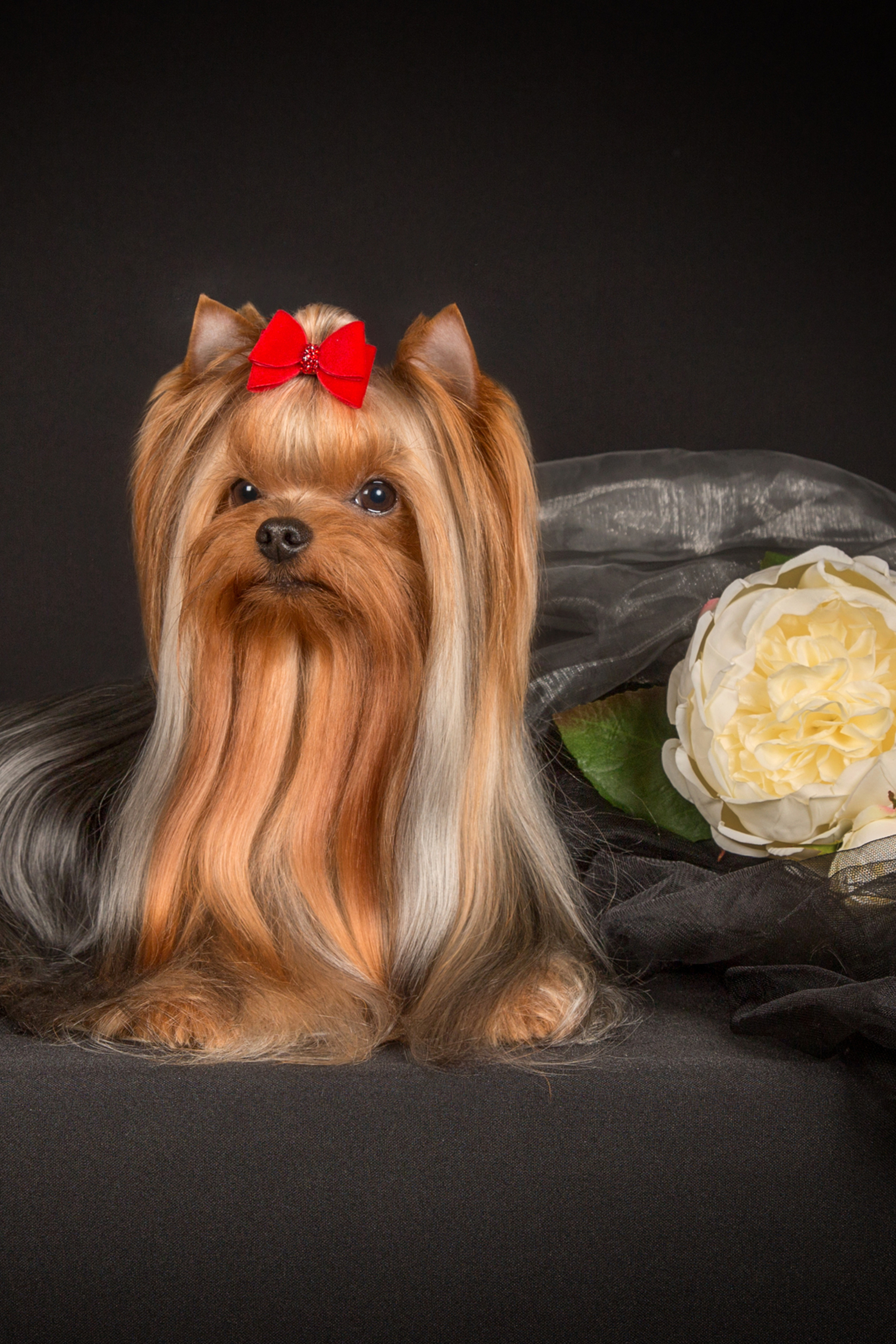 ChinChin (7 фото)