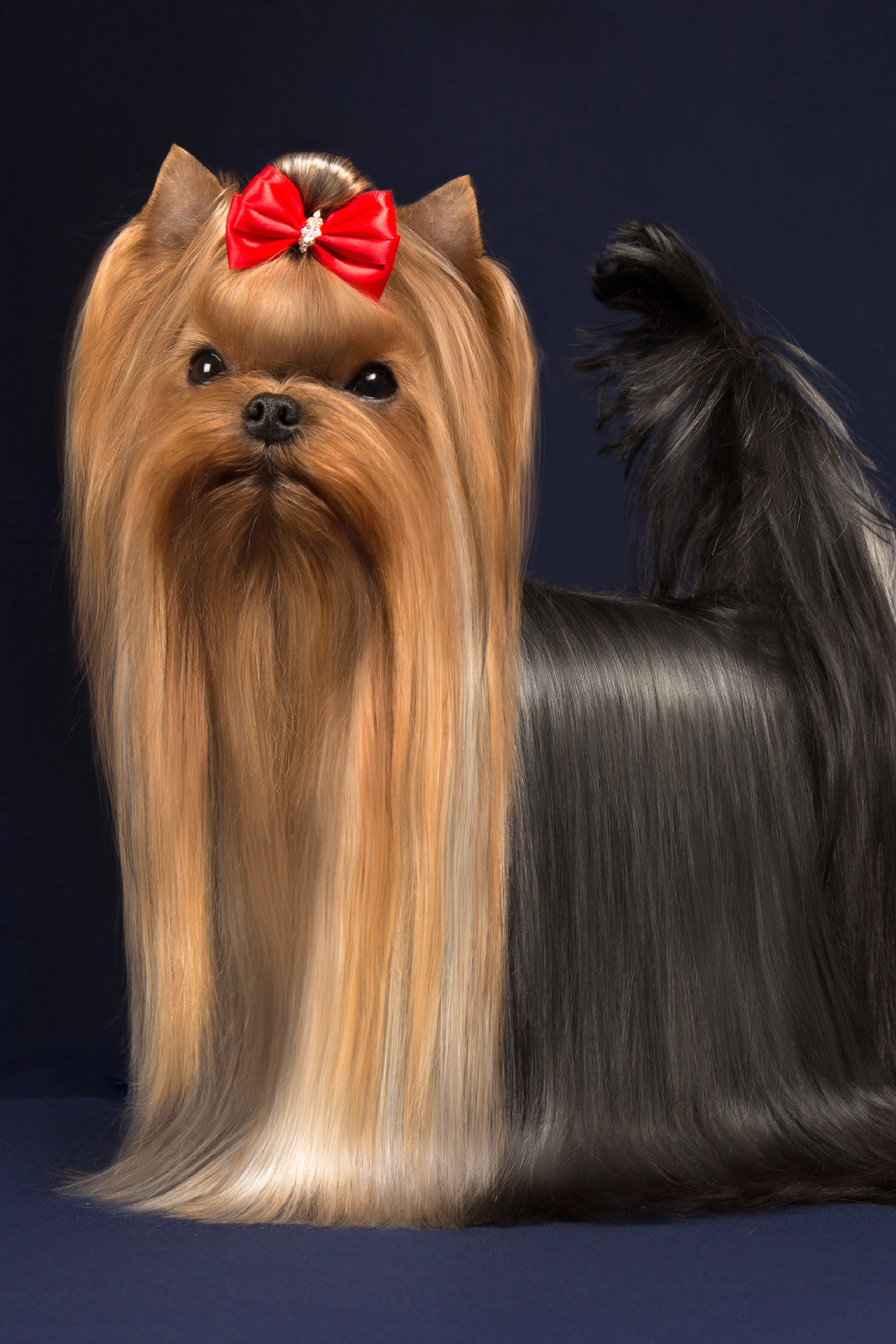 Anya Zinova (3 фото)