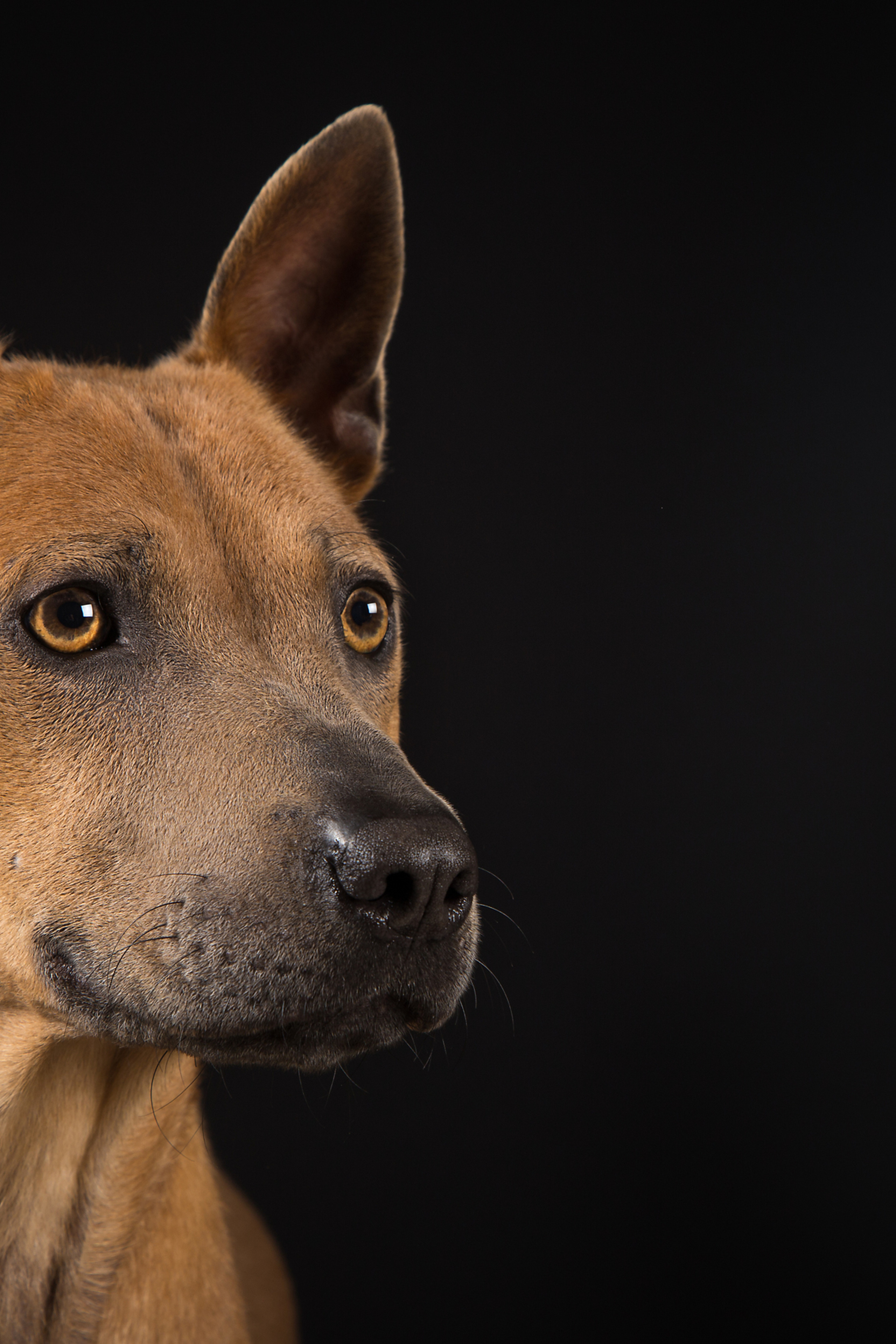 Thai ridgeback (6 фото)