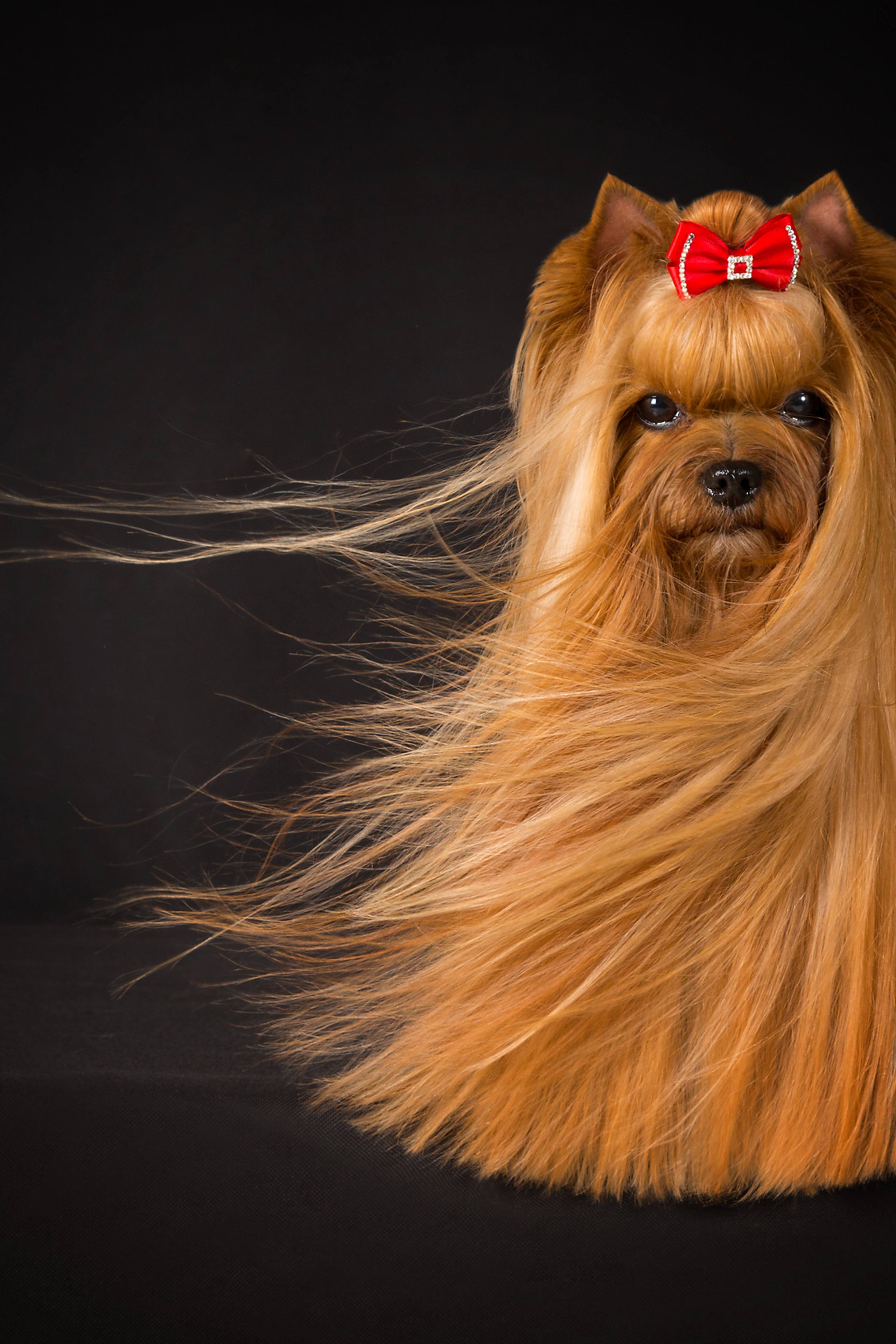 Smilain Ami Dez Rouzez (3 фото)