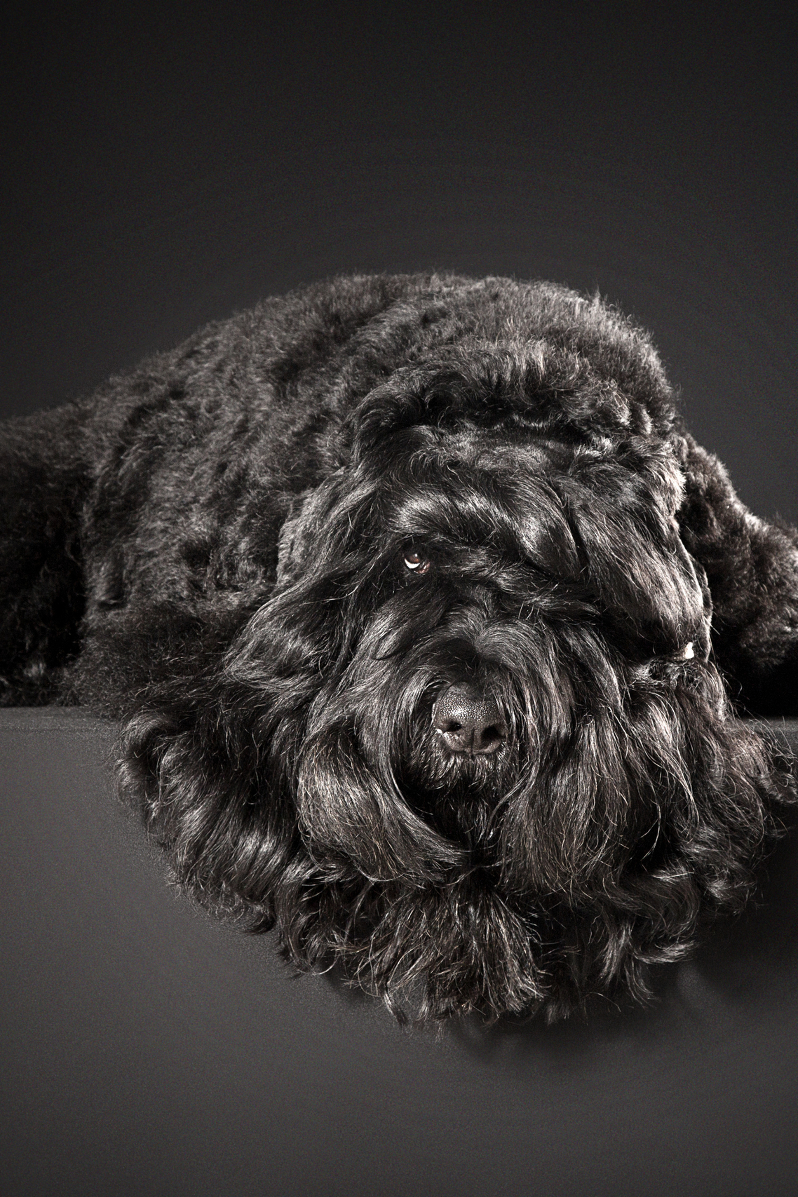 Russkiy Terrier (4 фото)