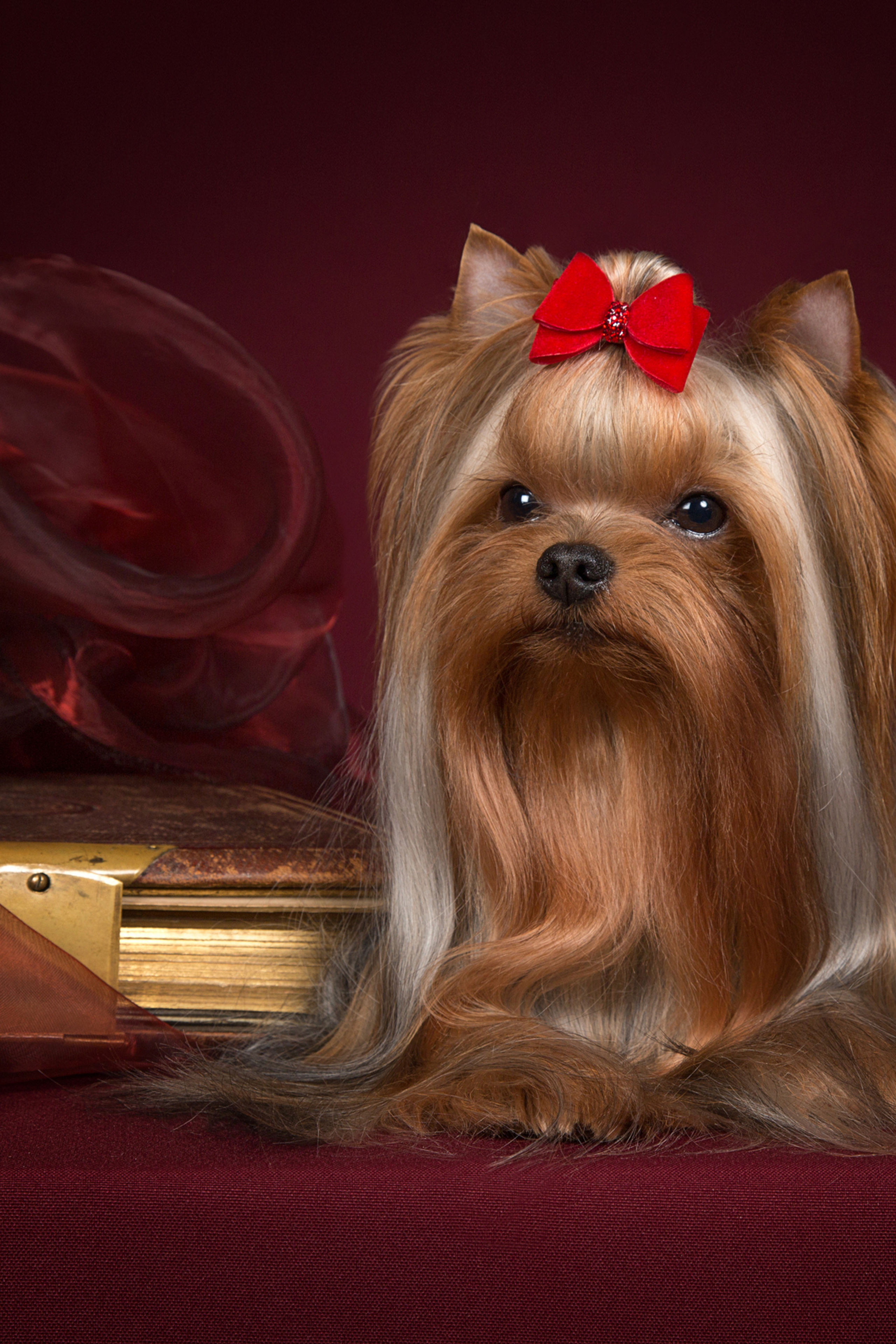 Chin-chin (9 фото)