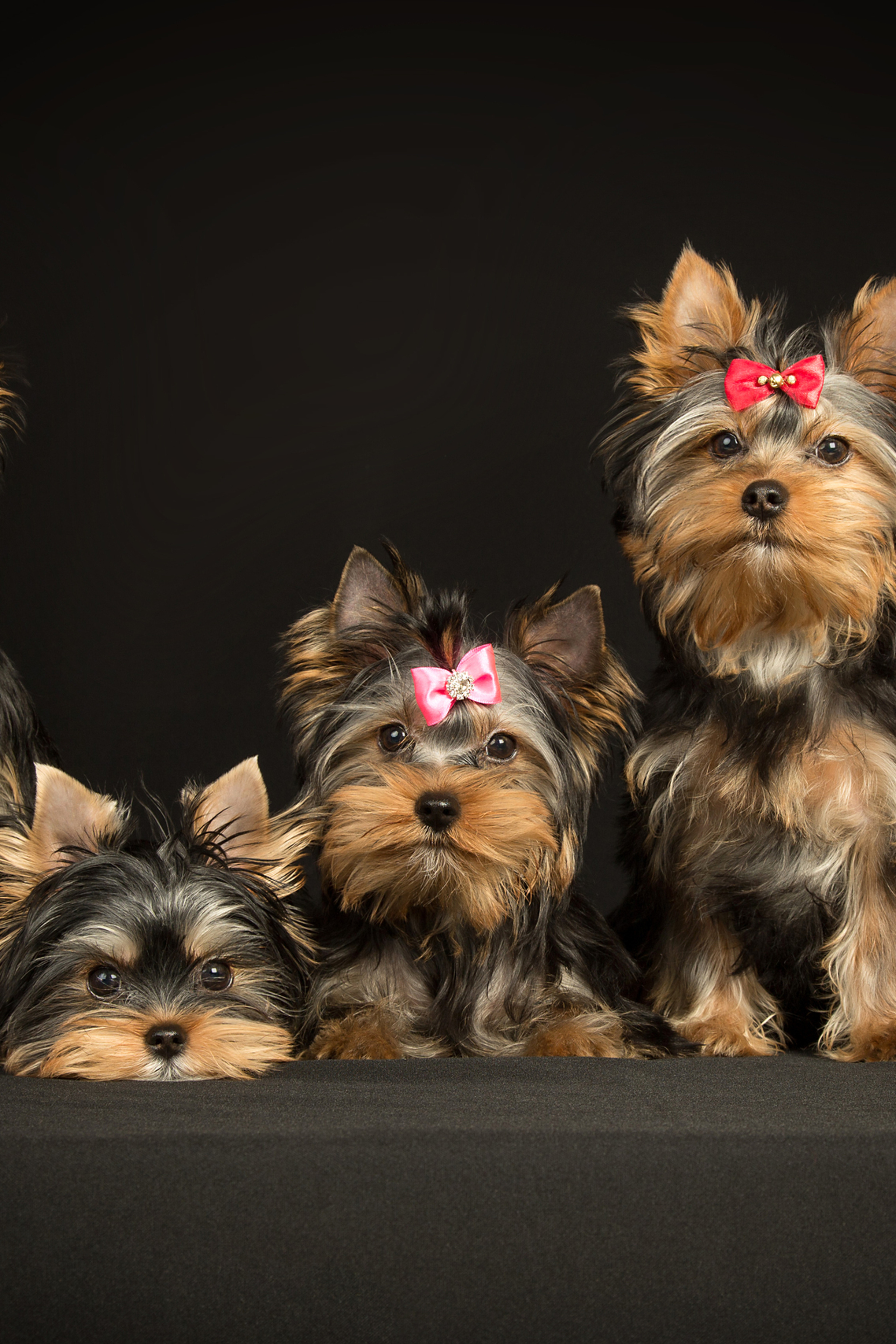 Yorkshire puppies (4 фото)