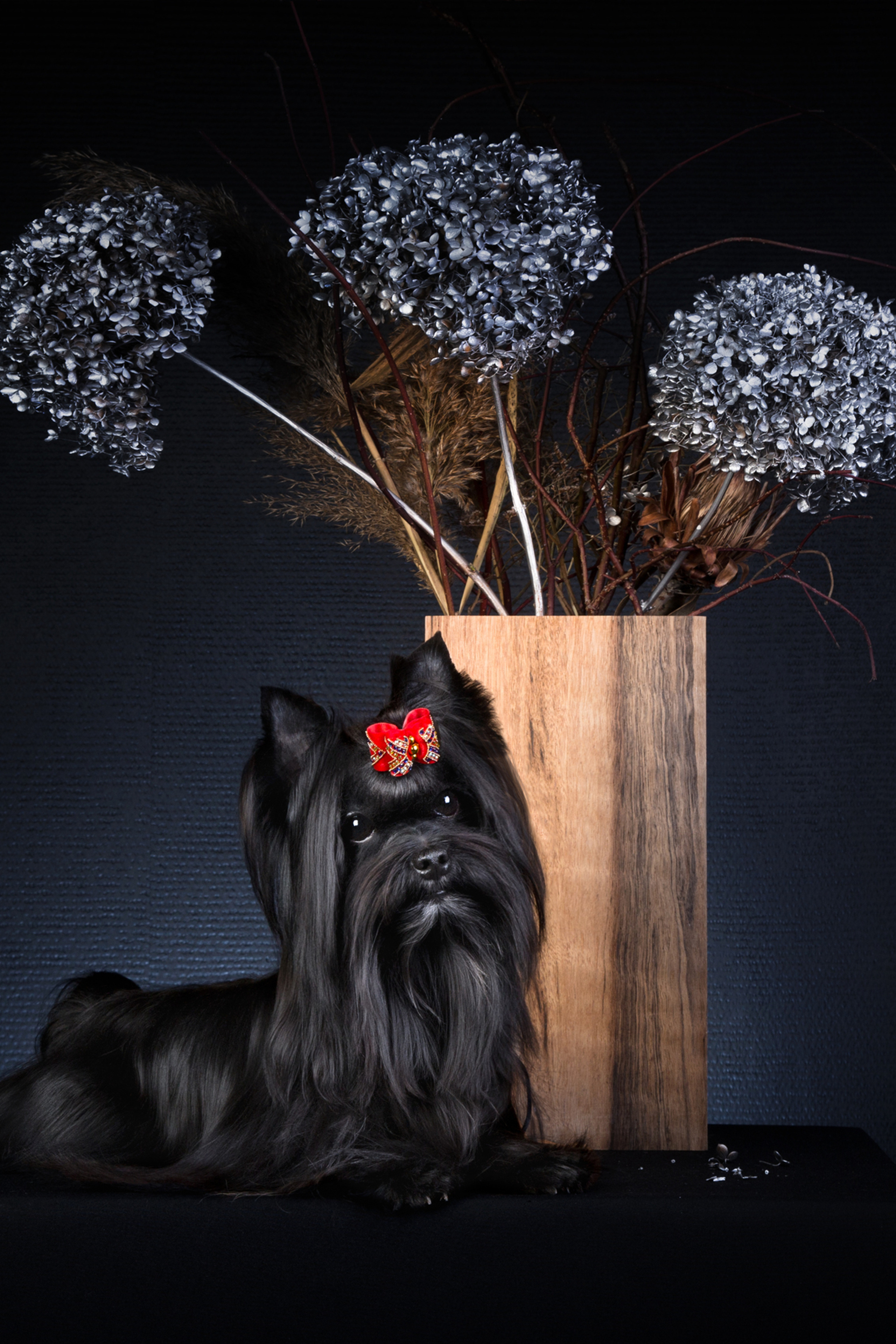 Black york (5 фото)