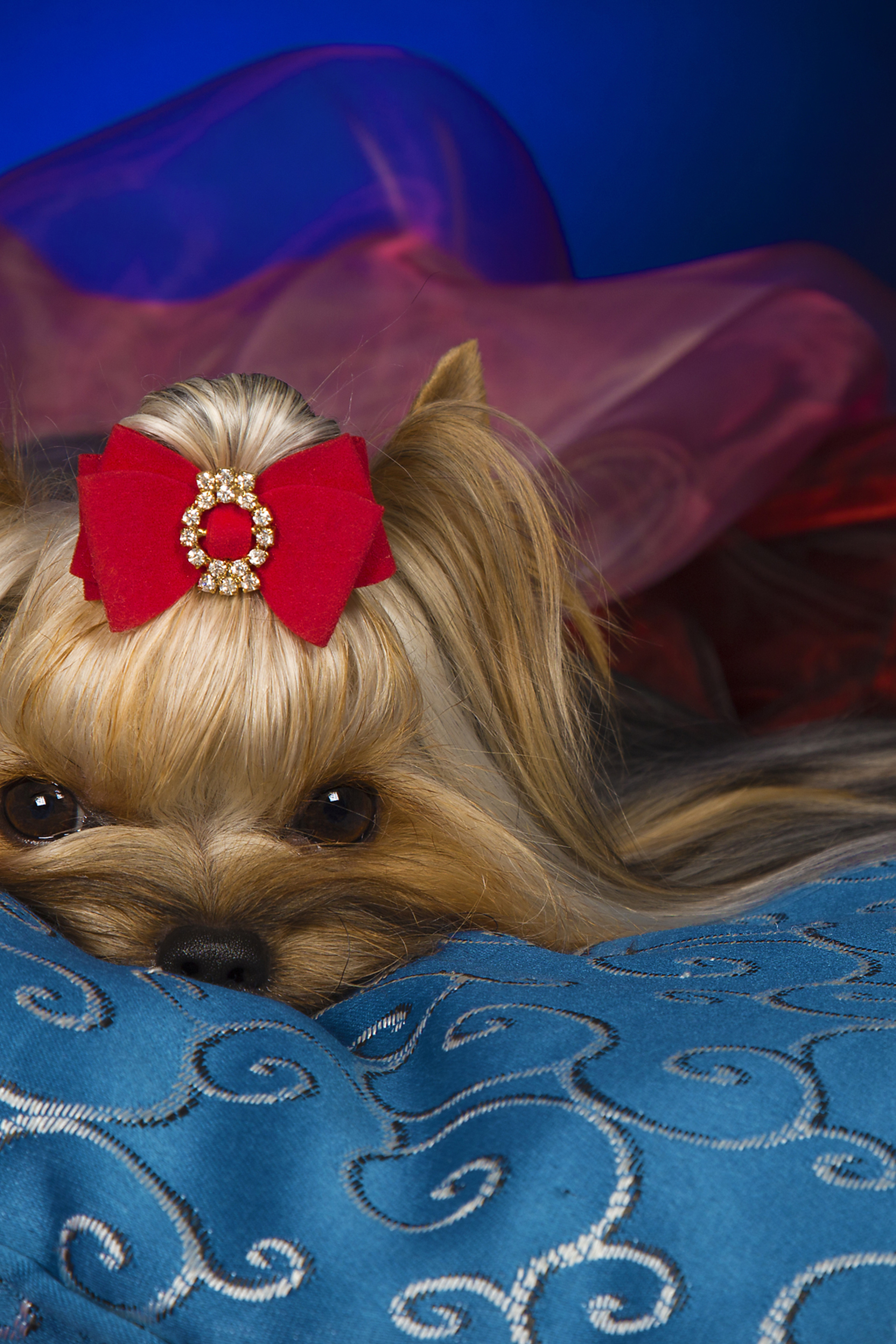 Yorkshire terrier (7 фото)