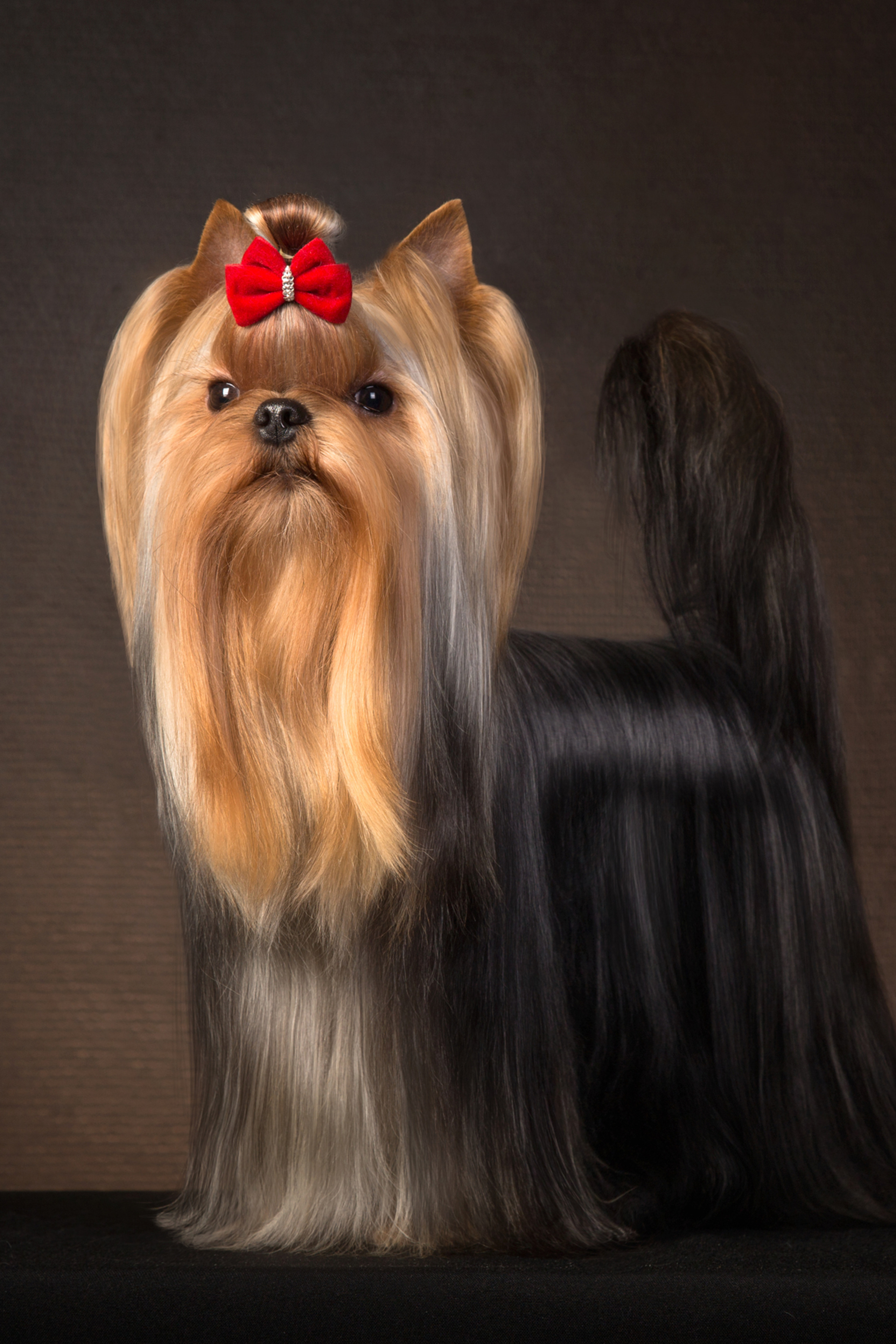 Irina Goifman (14 фото)