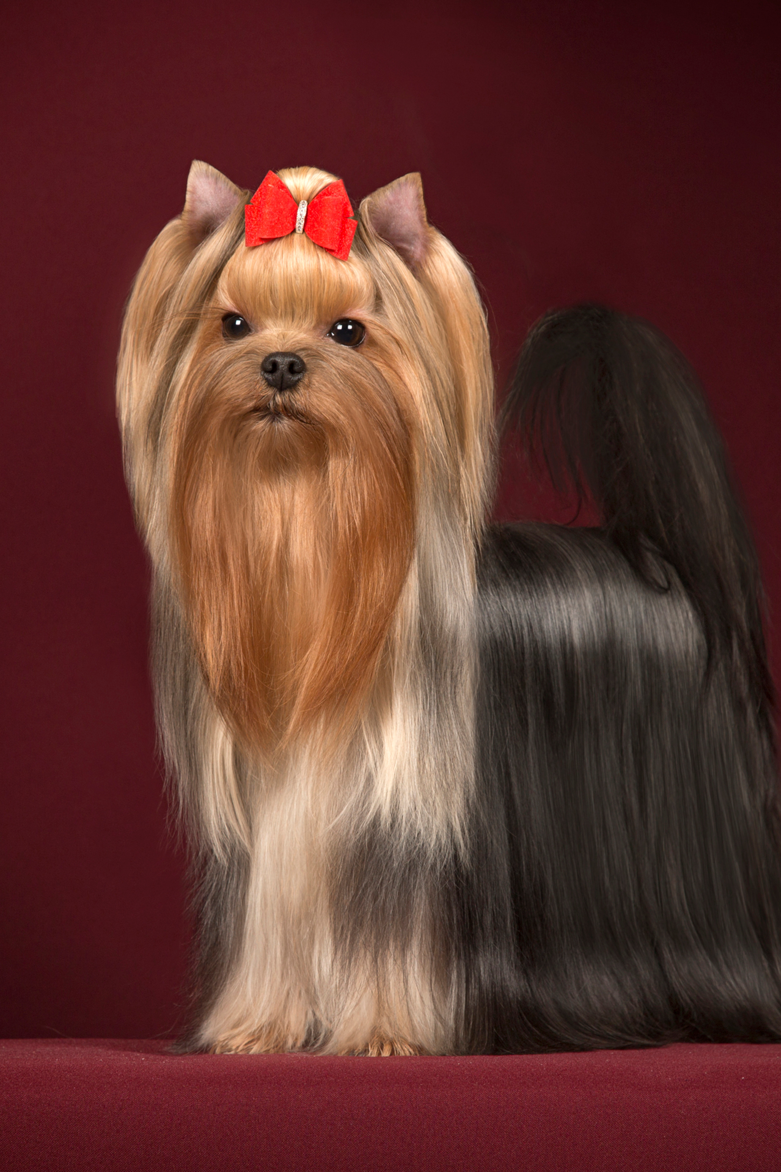 Olya York (7 фото)