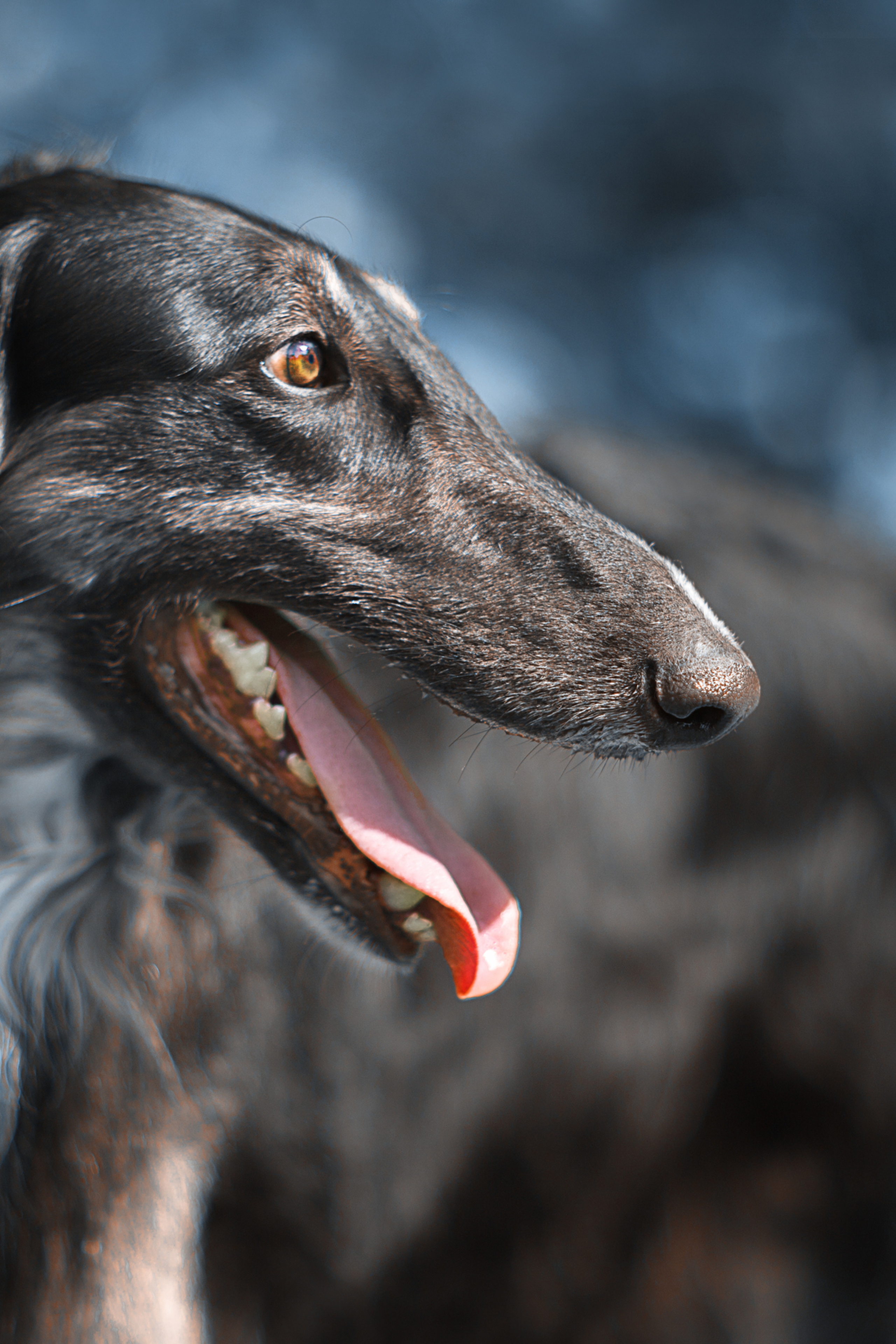 Russkaya Borzaya (5 фото)