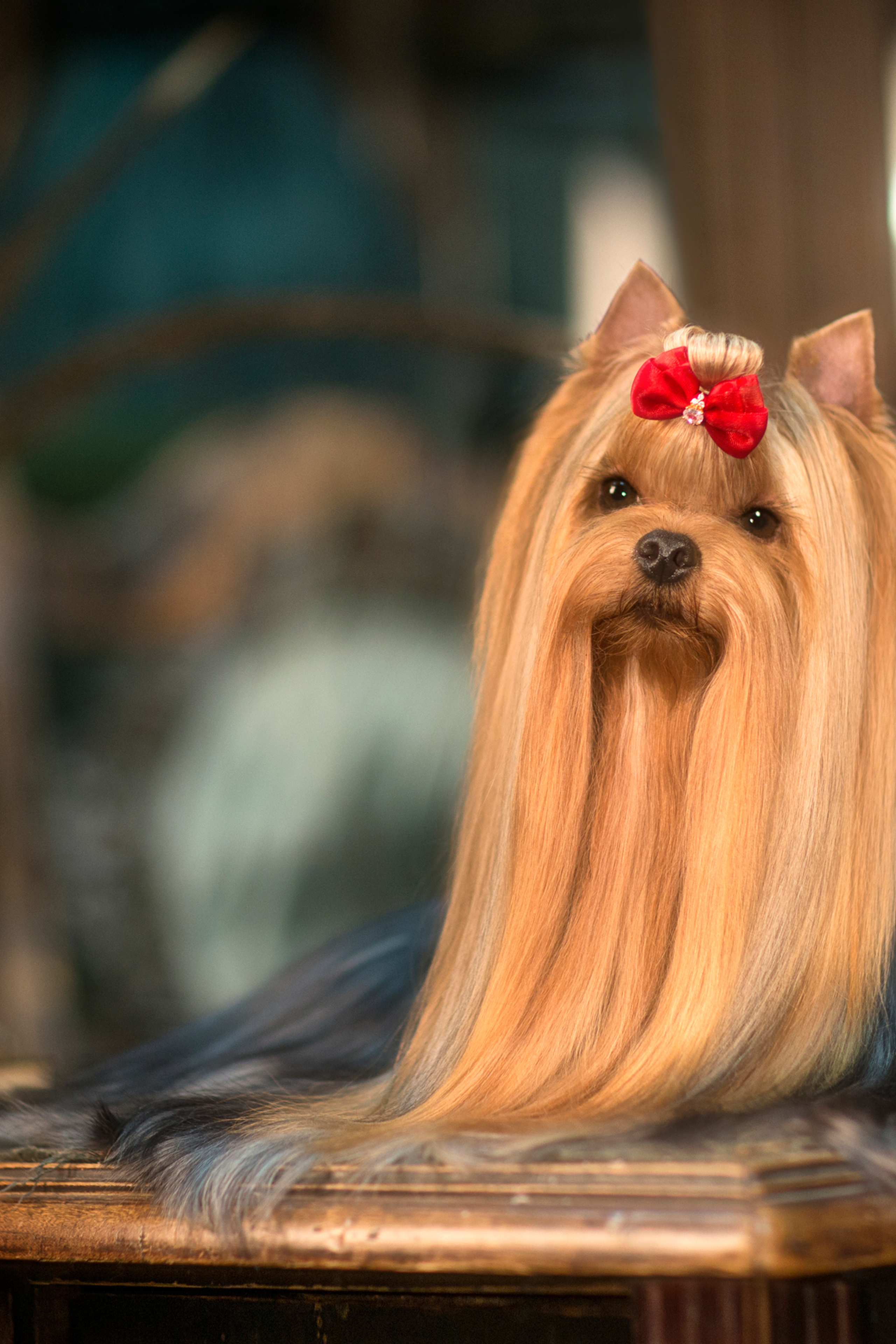 Oskar Yorkshire terrier (11 фото)