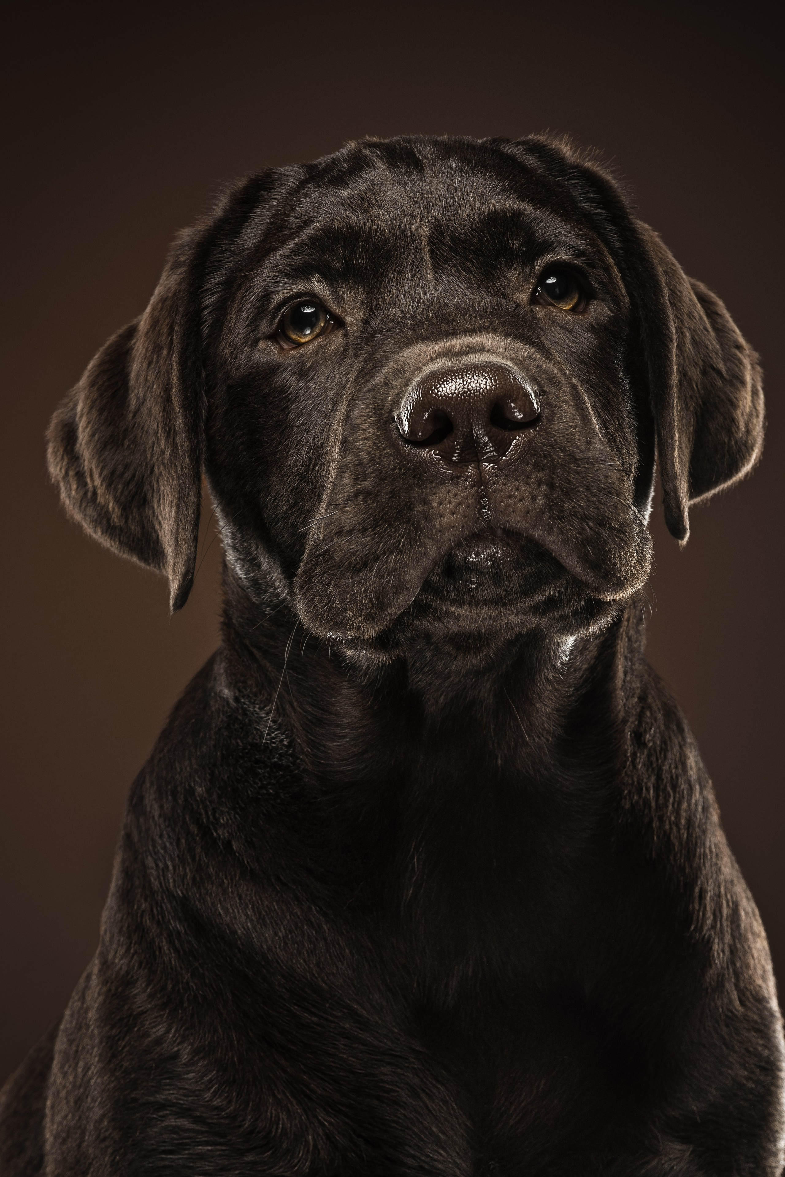 Все про лабрадорів. Цуценята лабрадор ретривера, Дніпро, Україна