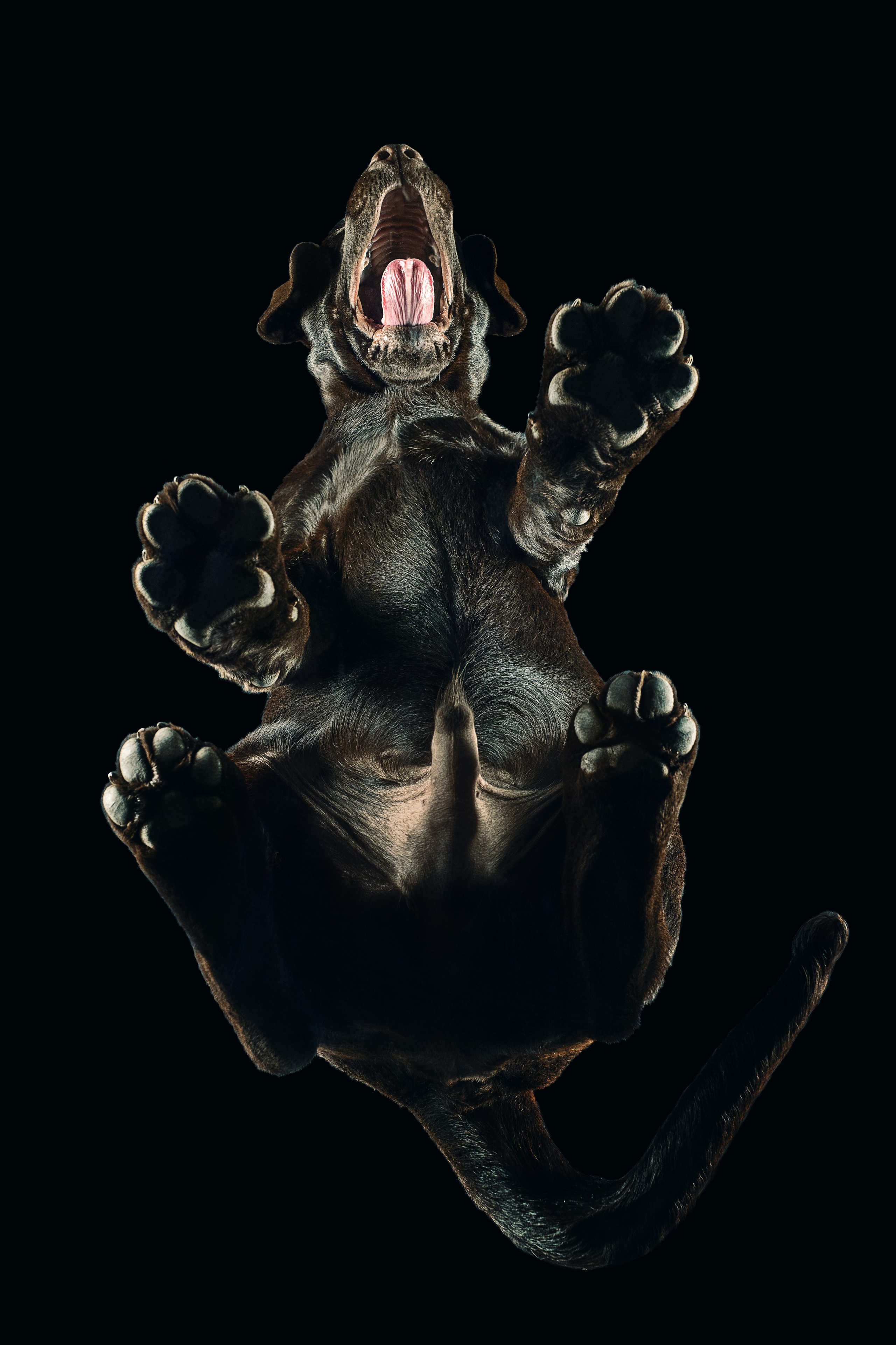 Все про лабрадорів. Цуценята лабрадор ретривера, Дніпро, Україна