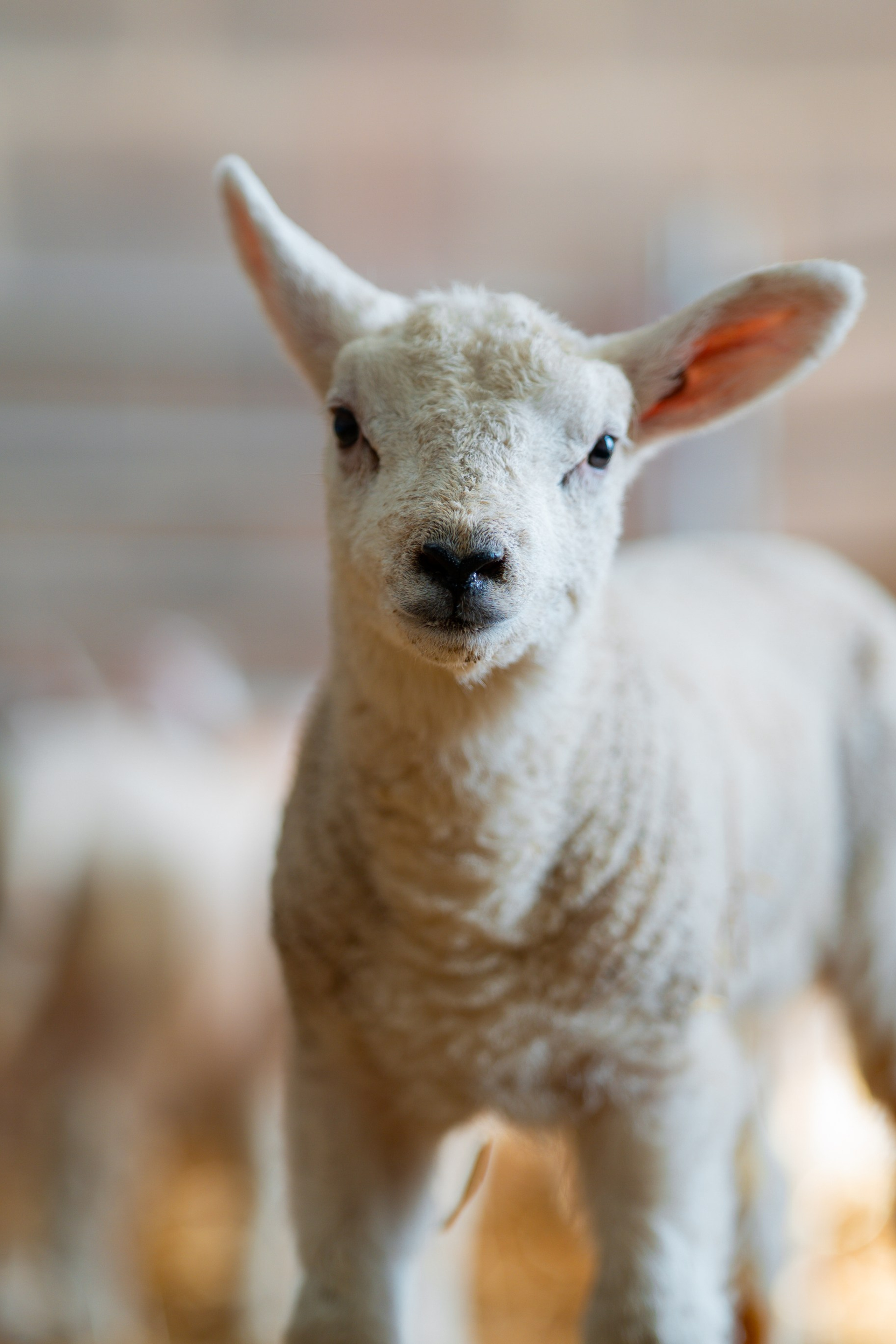 Farm Diary. Ryan Hewitt Photographer