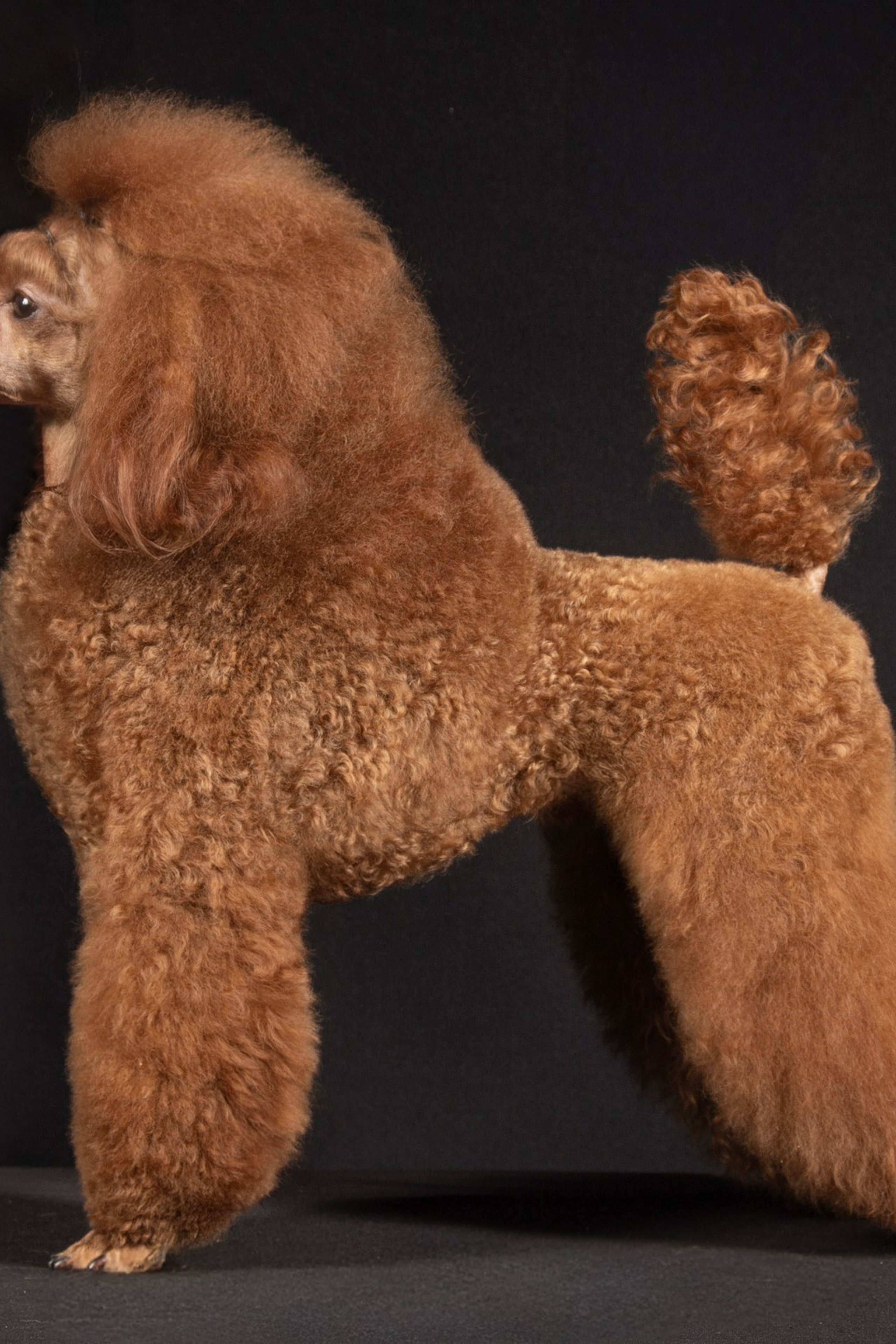 ANGEL GIFT ELISABETH TOY GIRL