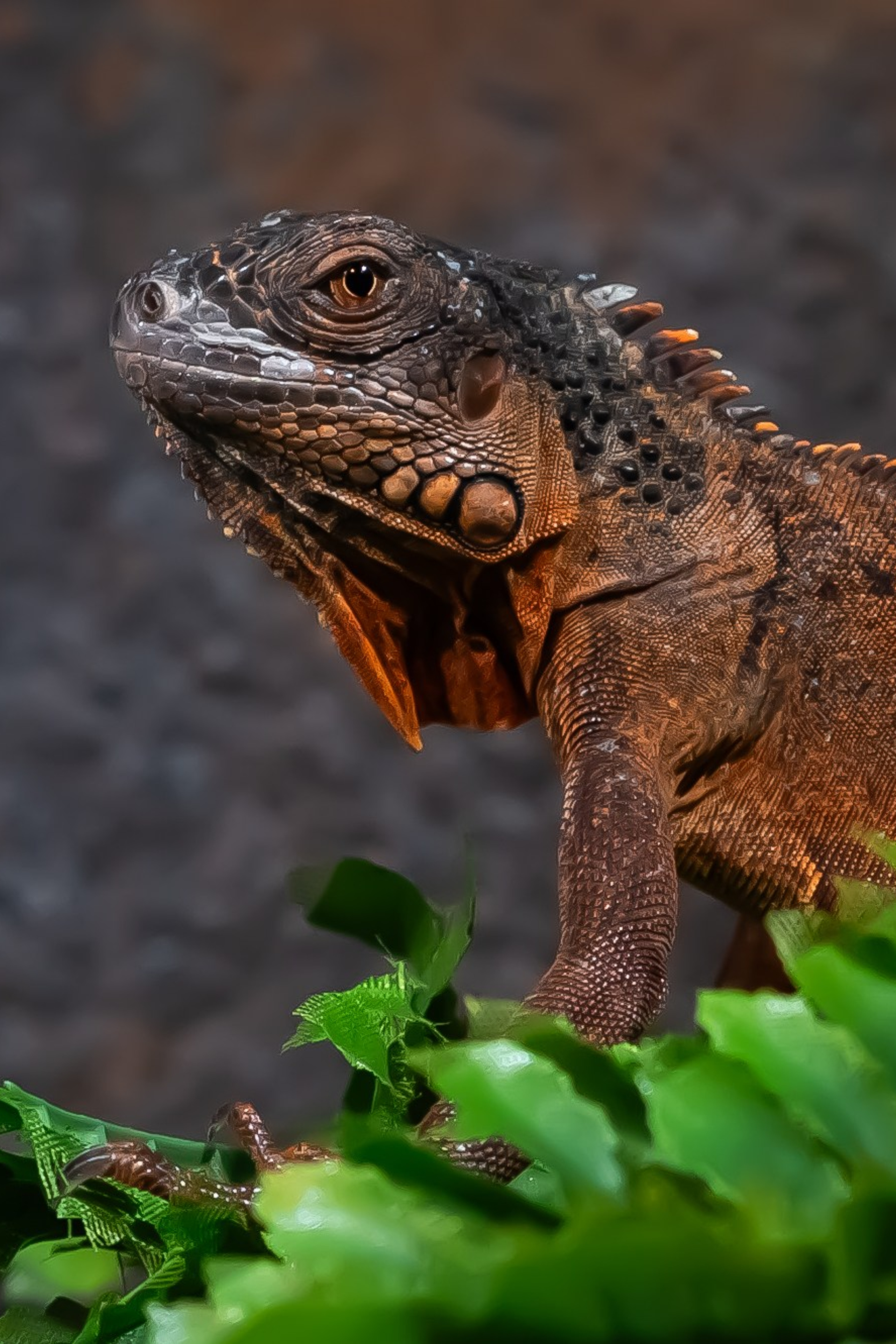 Reptile