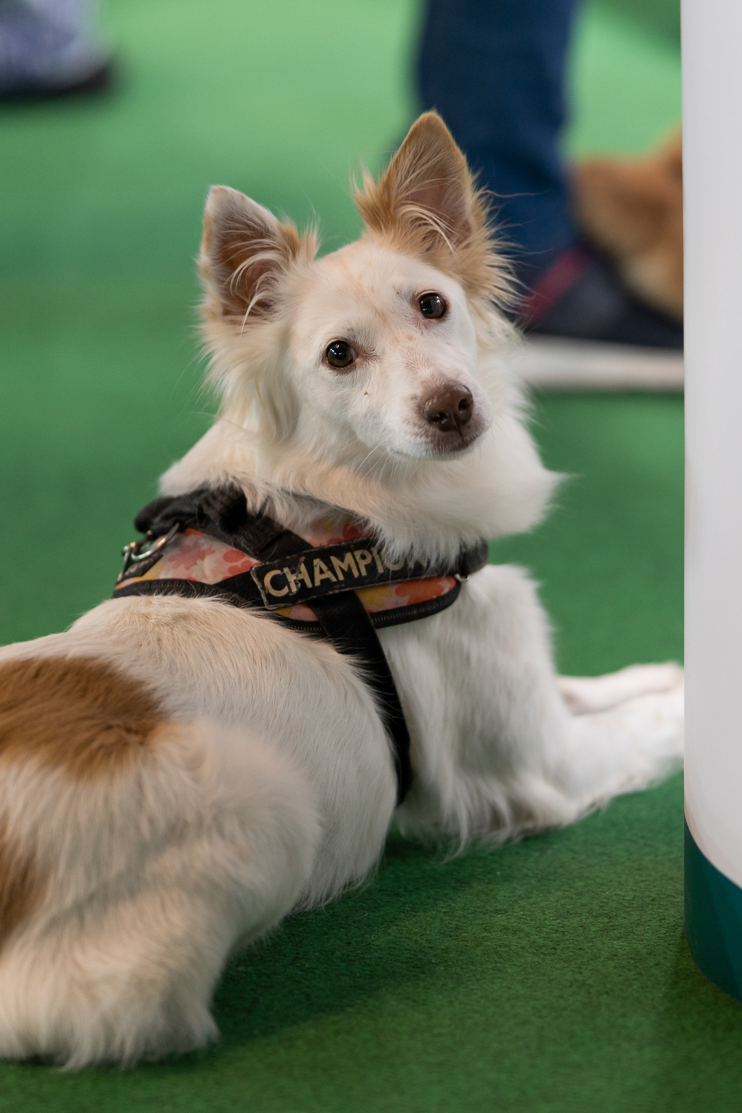 Pet Expo 2025