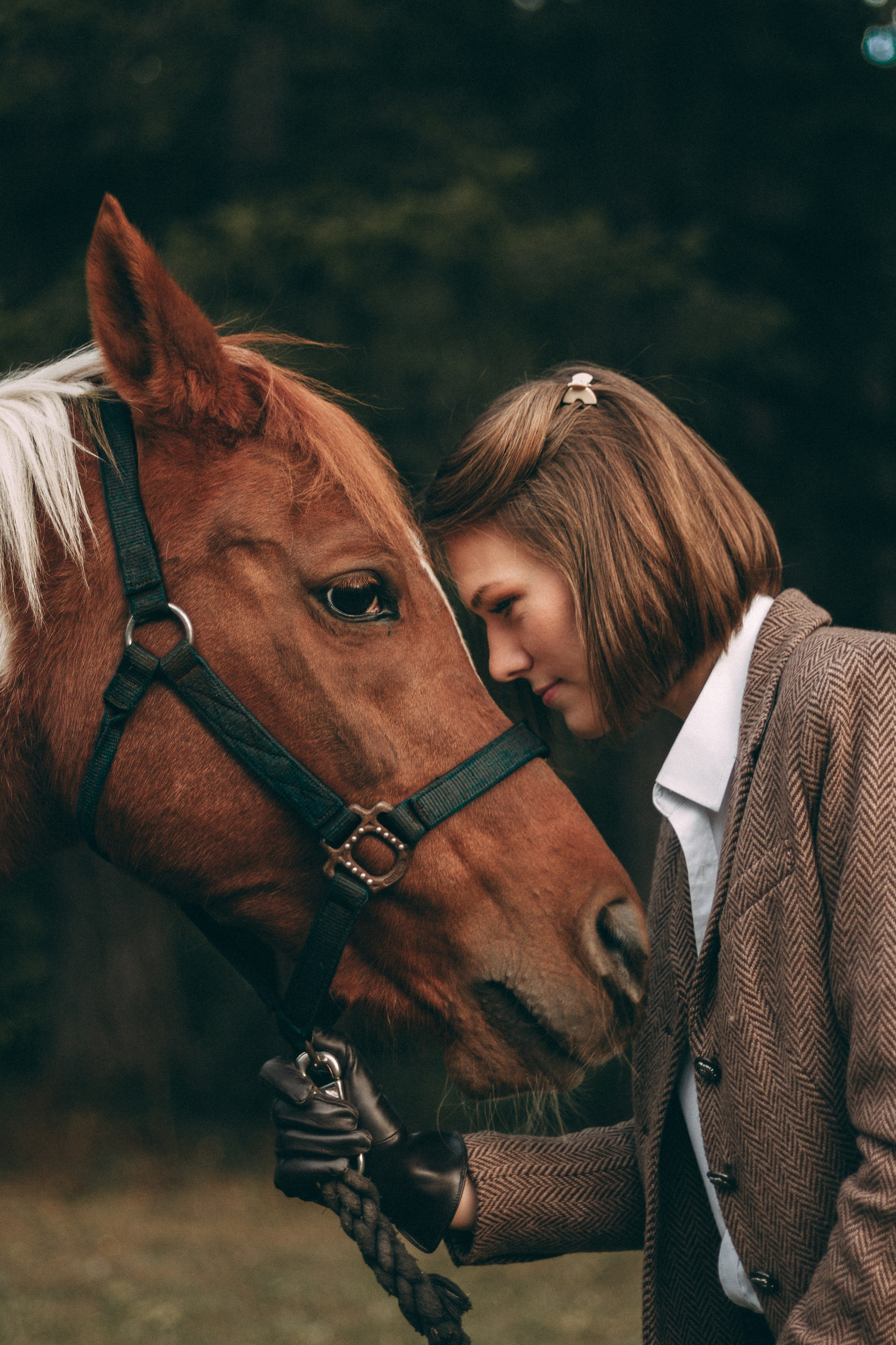 Horse