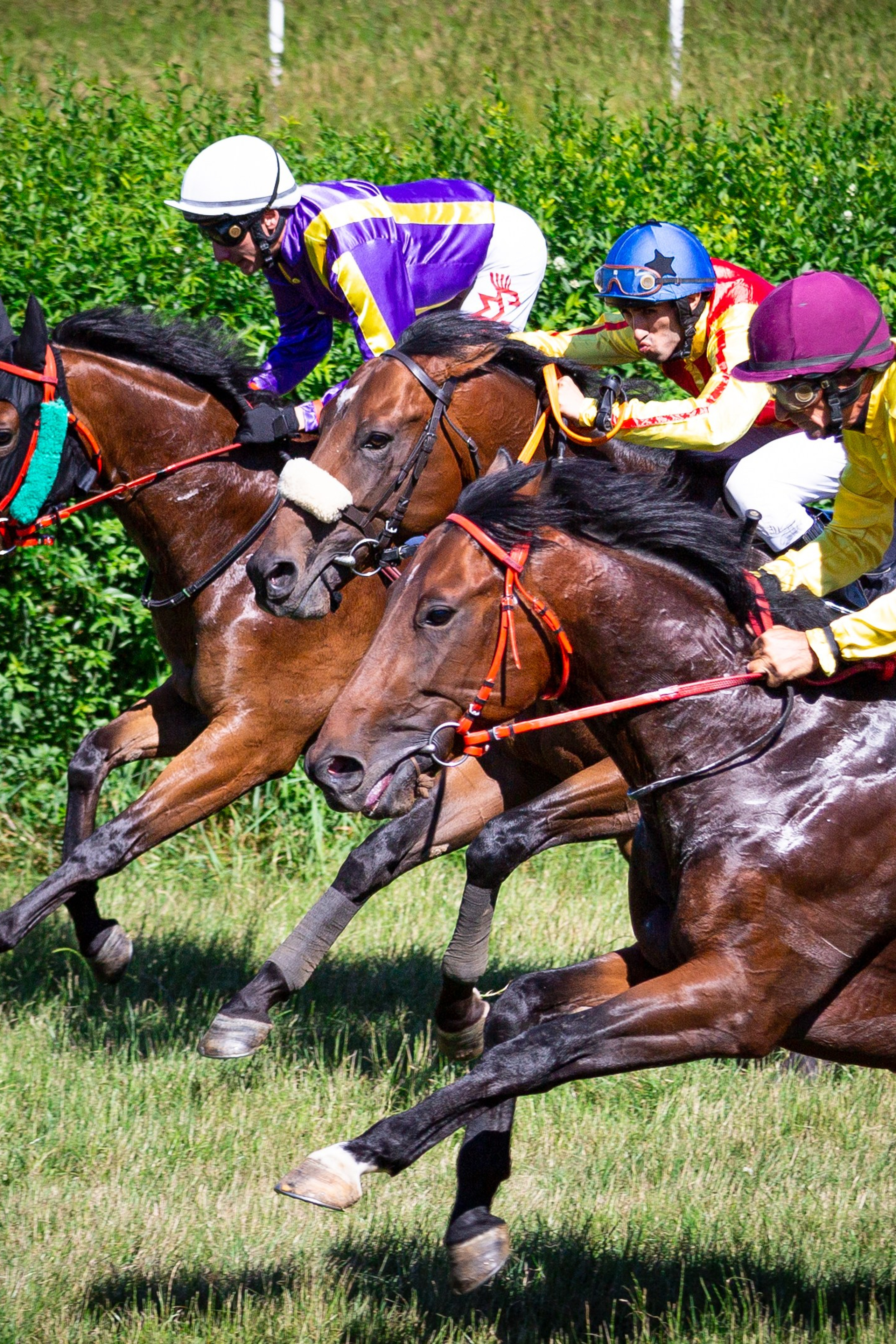 Konjičke trke u Požarevcu