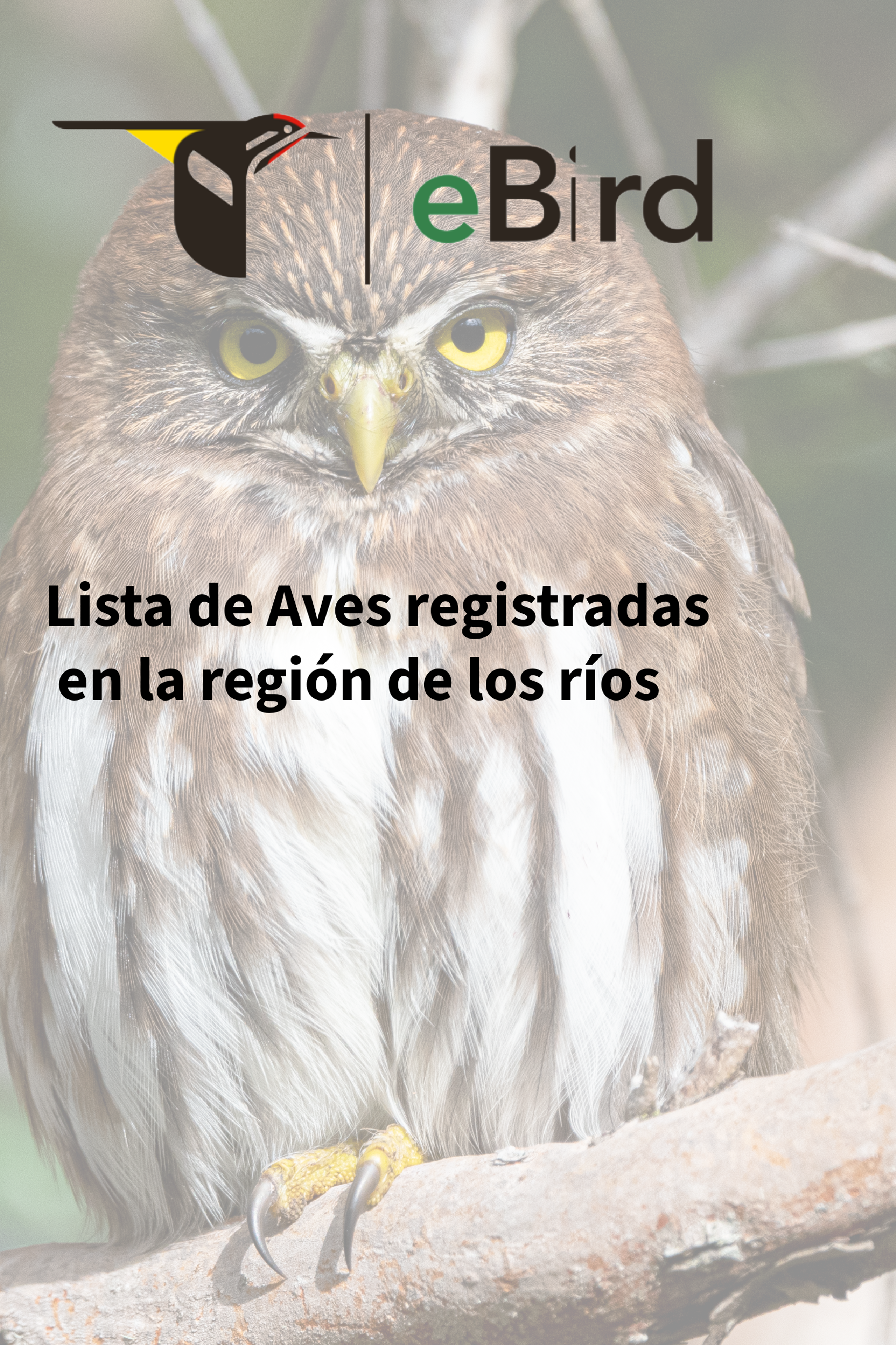 Blog. Avesdevaldivia