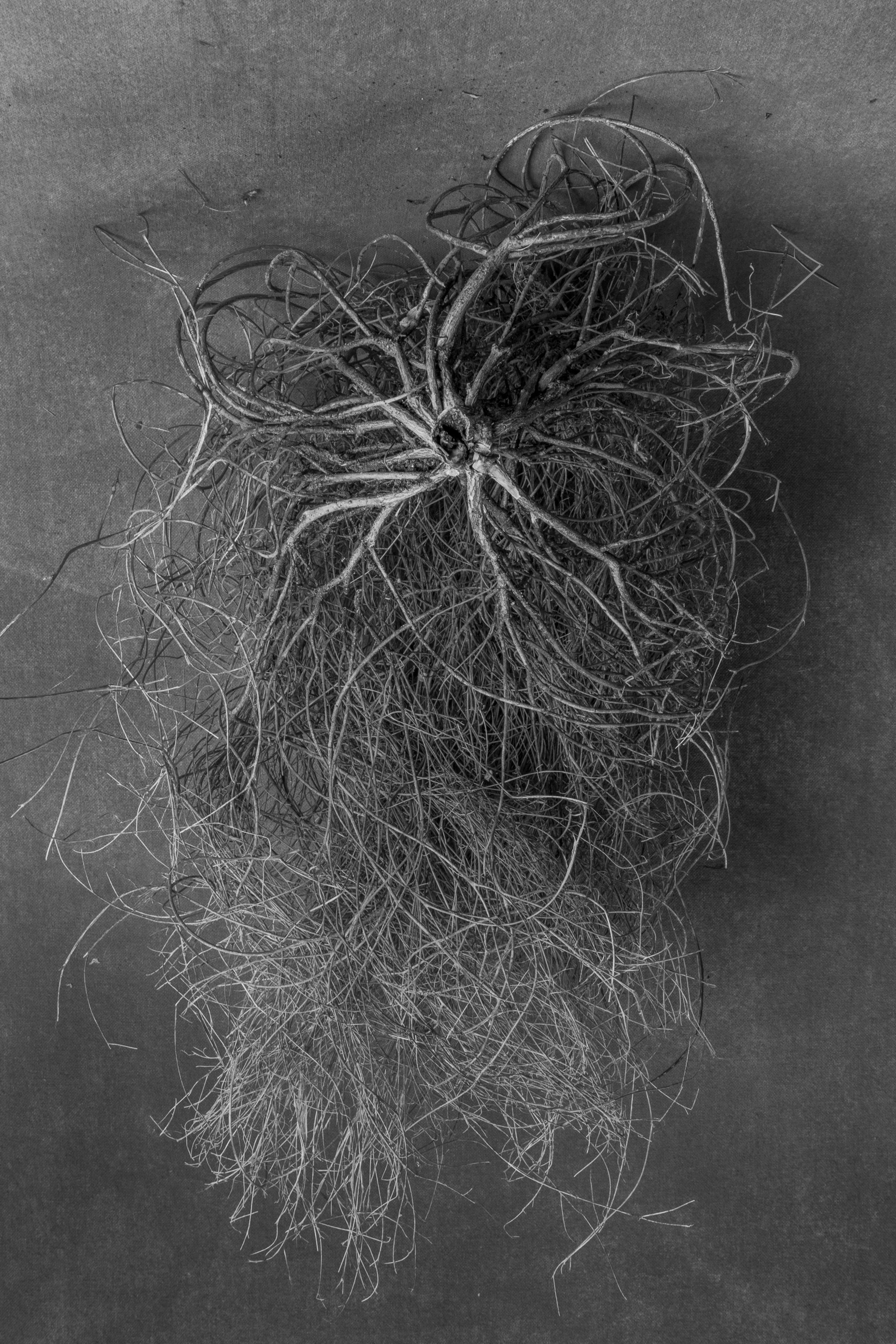 Labyrinths of Emigration. Maria Tulchinskaya — Conceptual Photography in California | Fine Art &