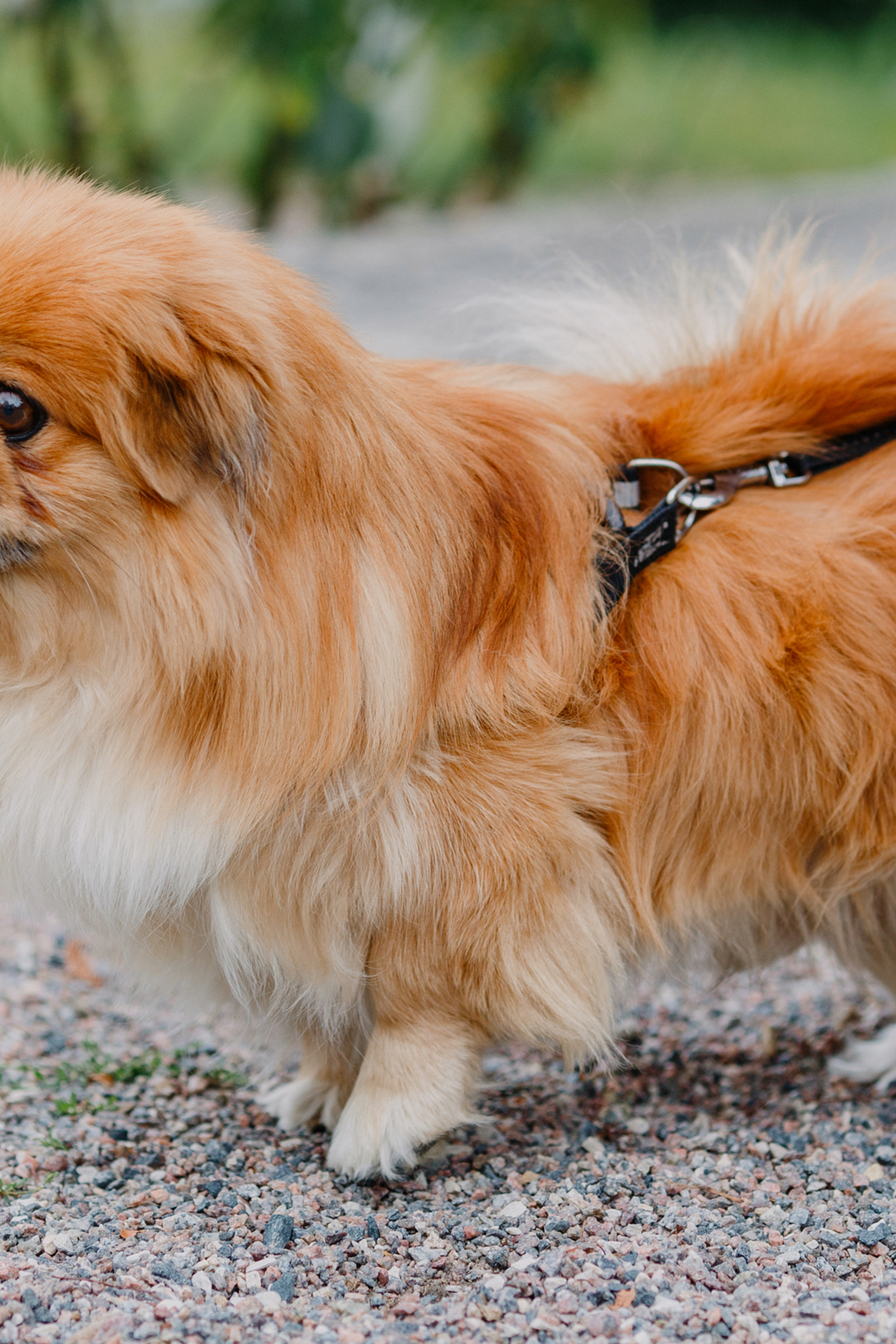 Fotosessioon Alatskivi lossi juures.