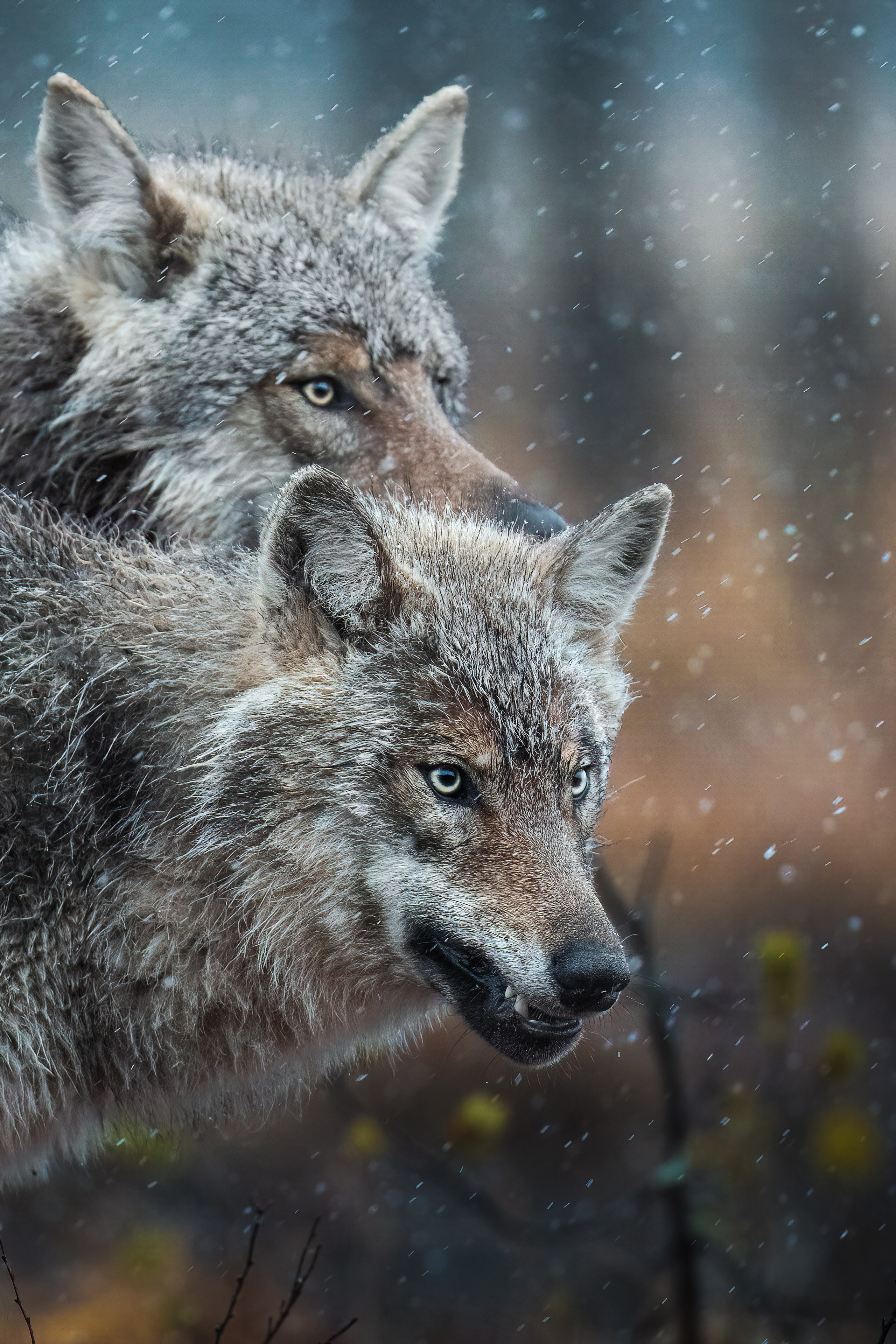ABOUT. Fine art wildlife photographer Alexandra Surkova