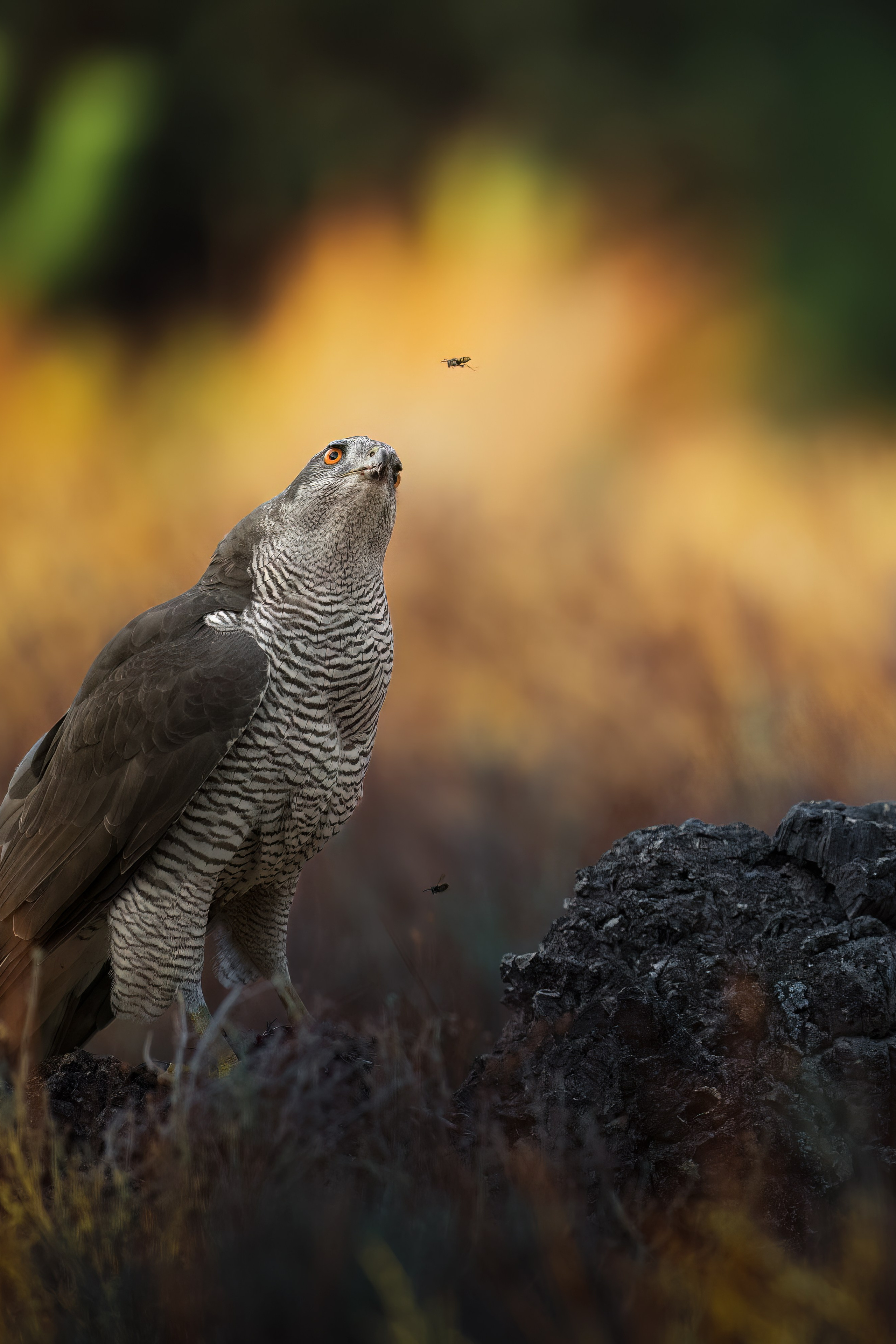 ABOUT. Fine art wildlife photographer Alexandra Surkova