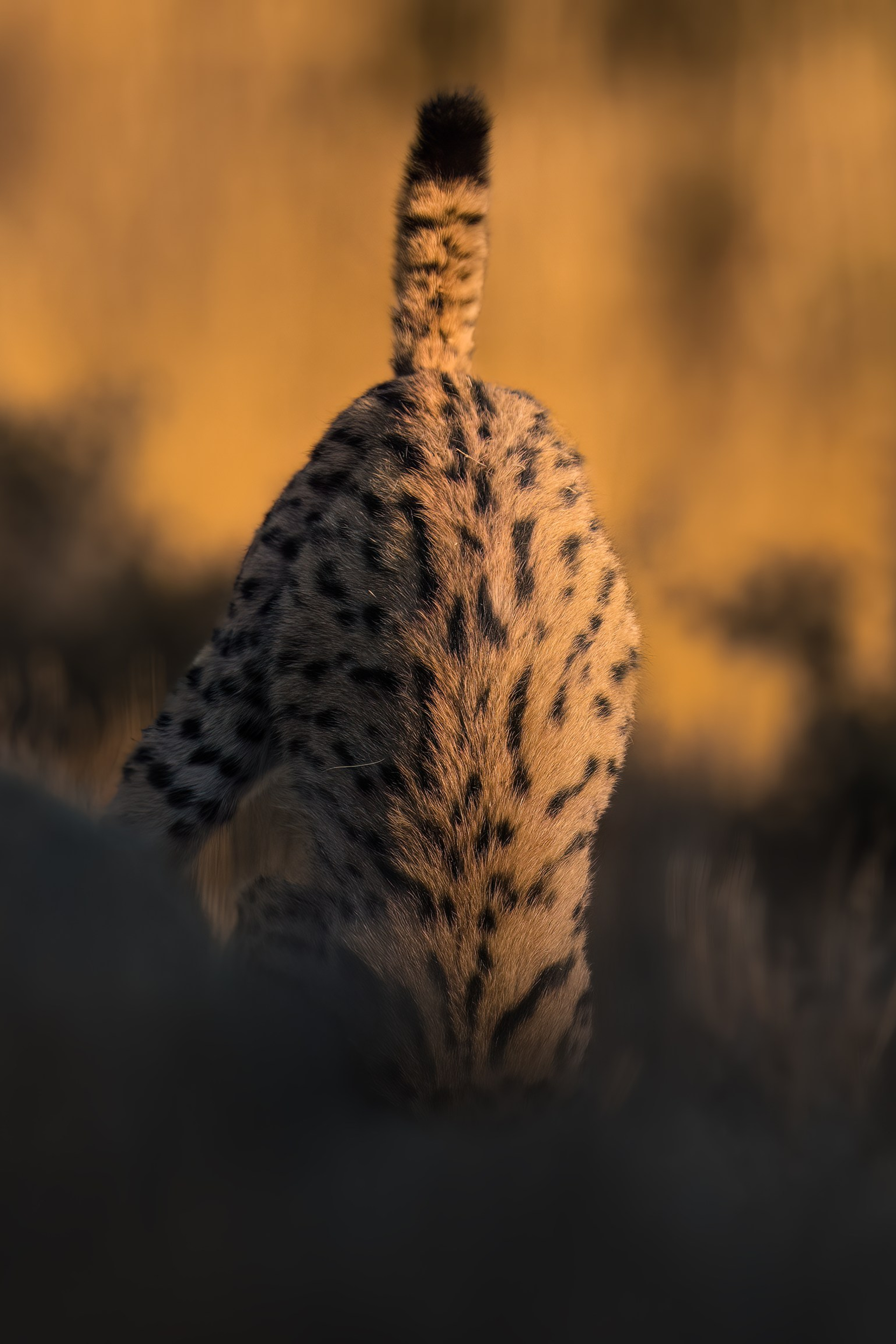 ABOUT. Fine art wildlife photographer Alexandra Surkova