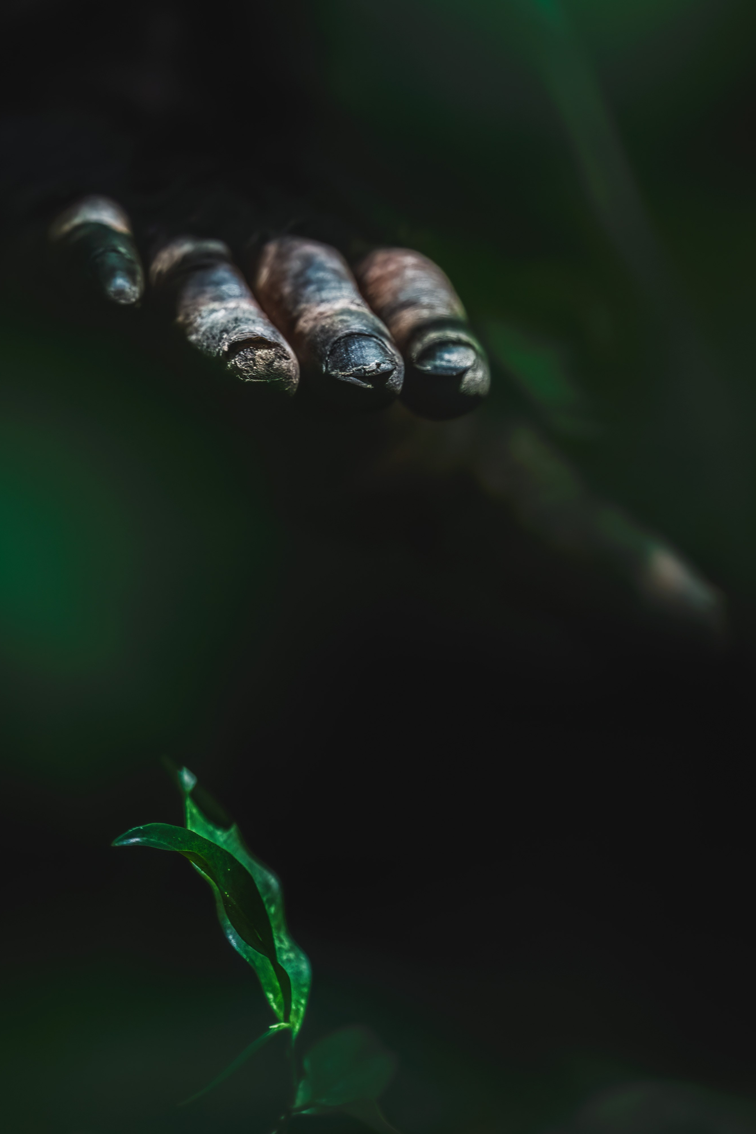ABOUT. Fine art wildlife photographer Alexandra Surkova
