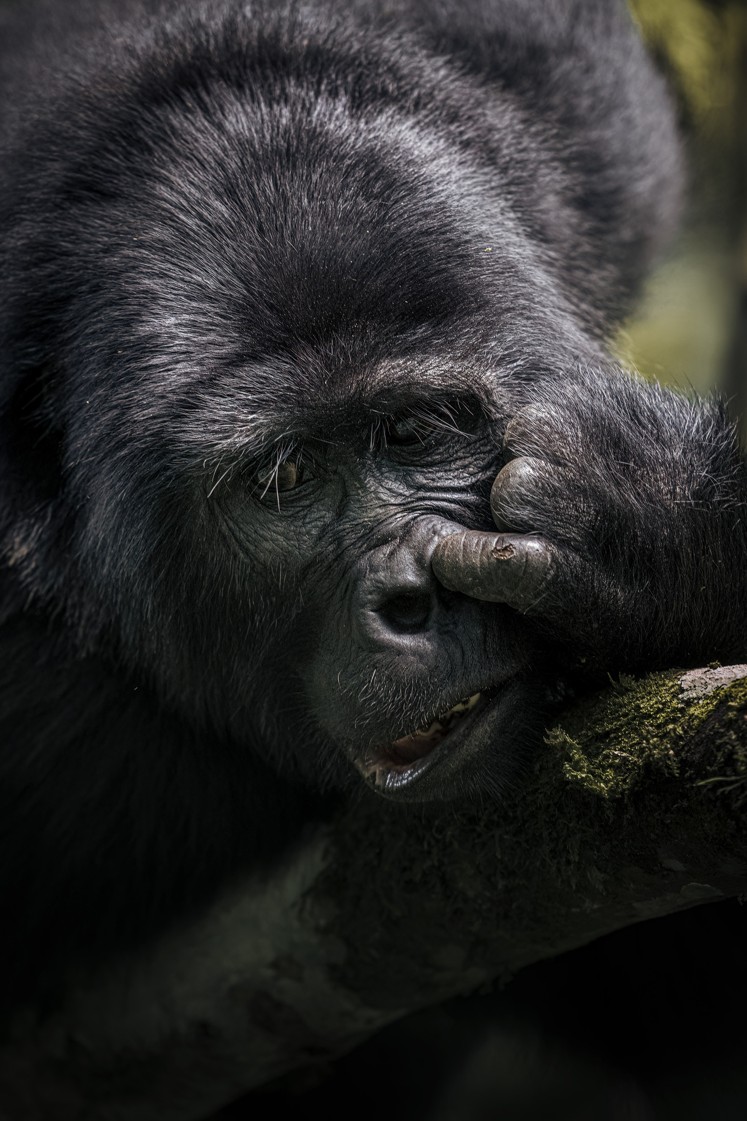 ABOUT. Fine art wildlife photographer Alexandra Surkova