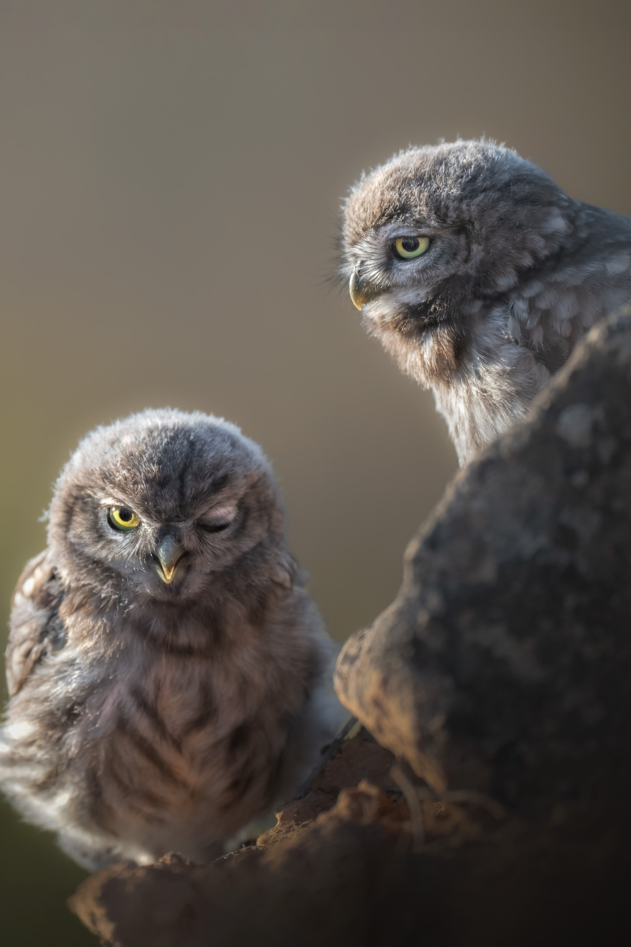 ABOUT. Fine art wildlife photographer Alexandra Surkova