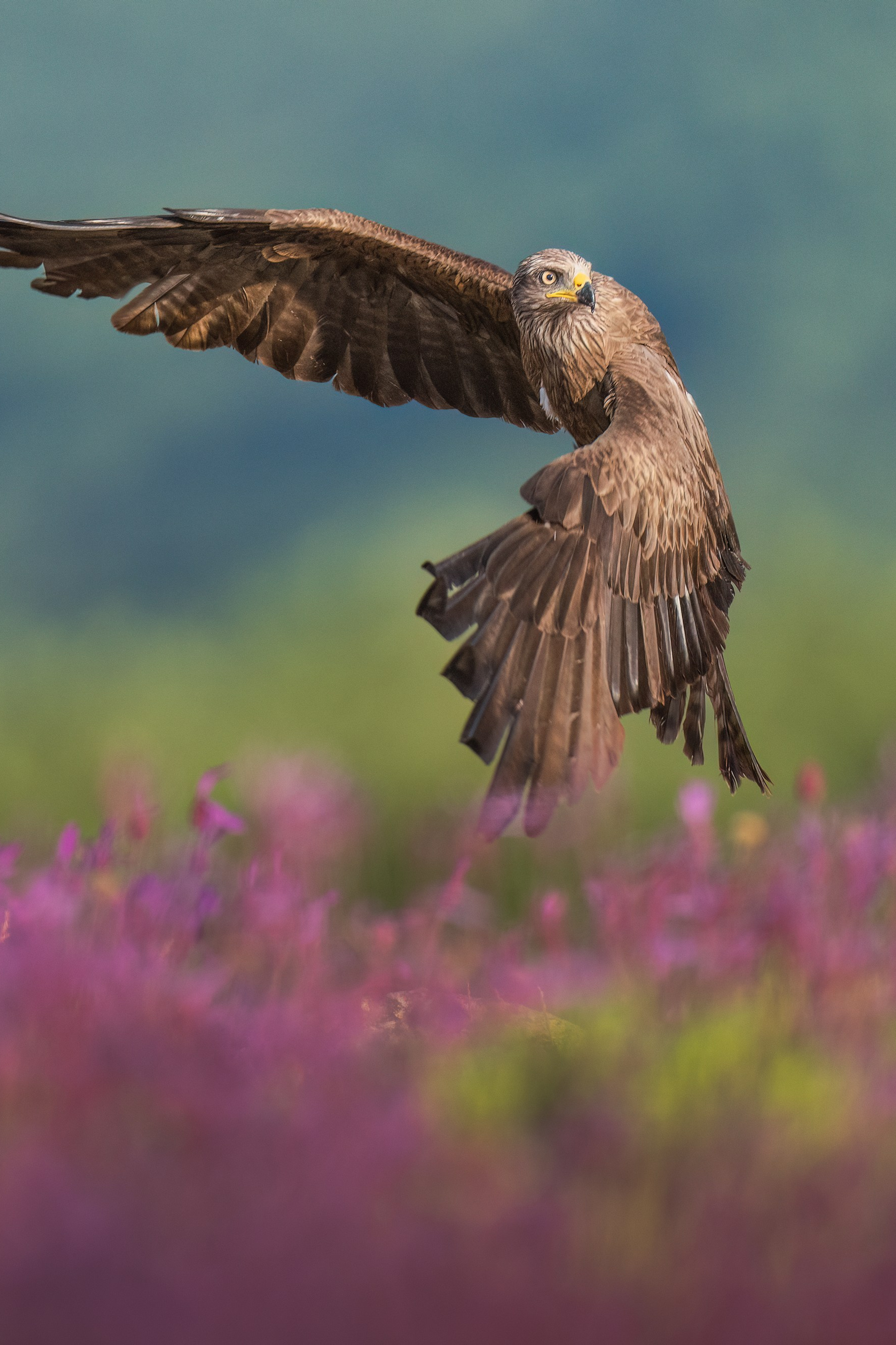 ABOUT. Fine art wildlife photographer Alexandra Surkova