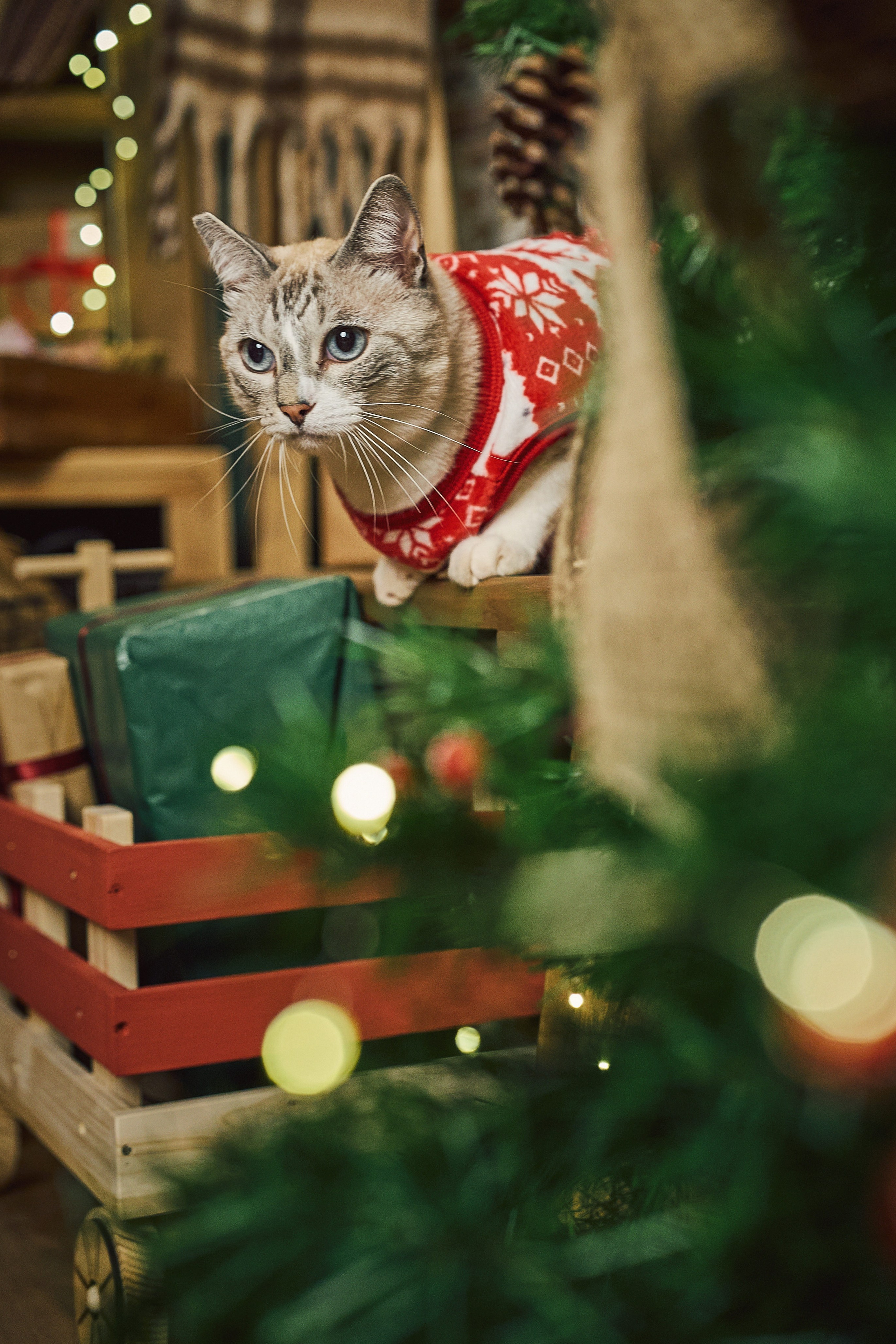 Gato sentado junto al árbol en la sesión de Navidad.