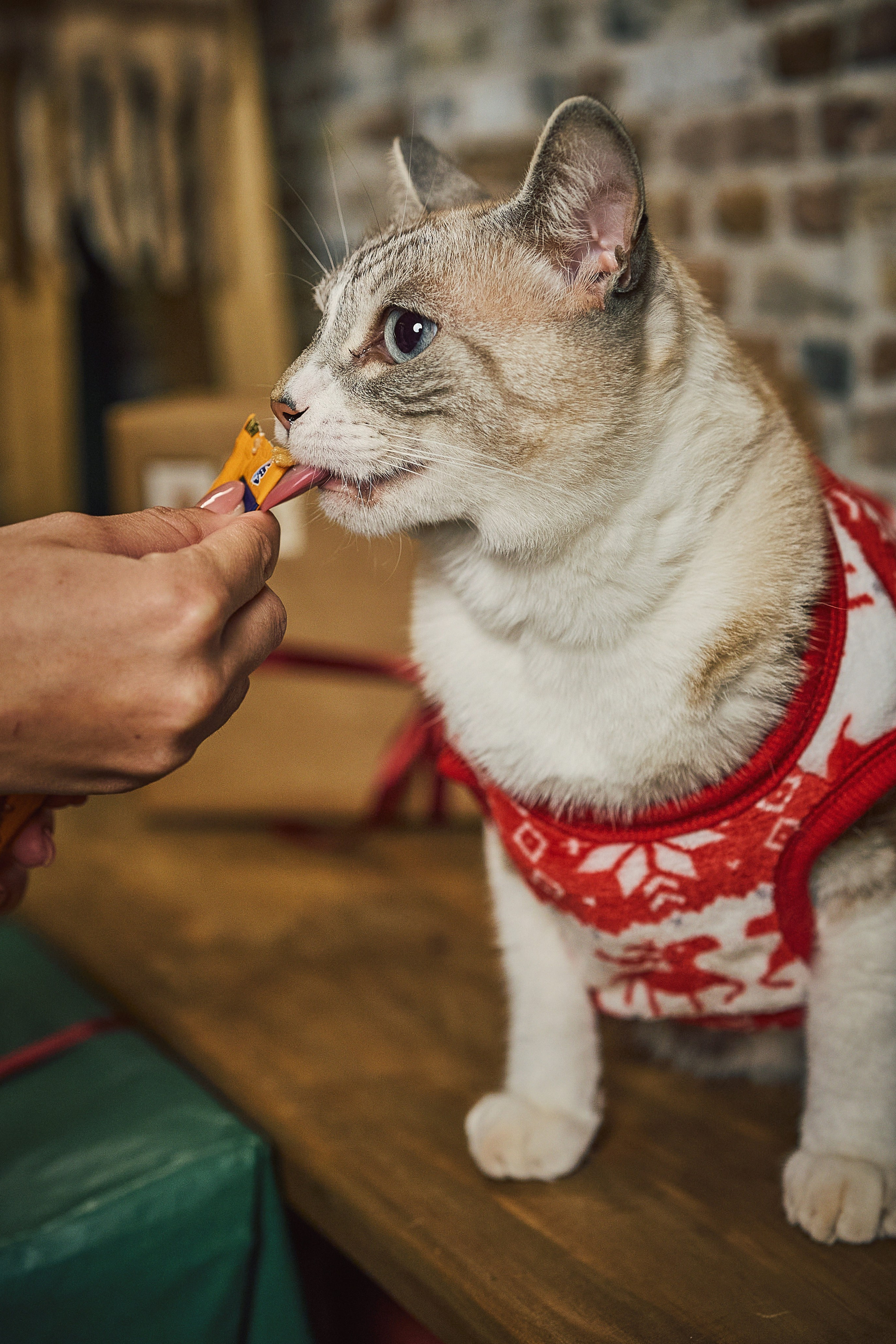 Gato en la sesión de fotos de Navidad
