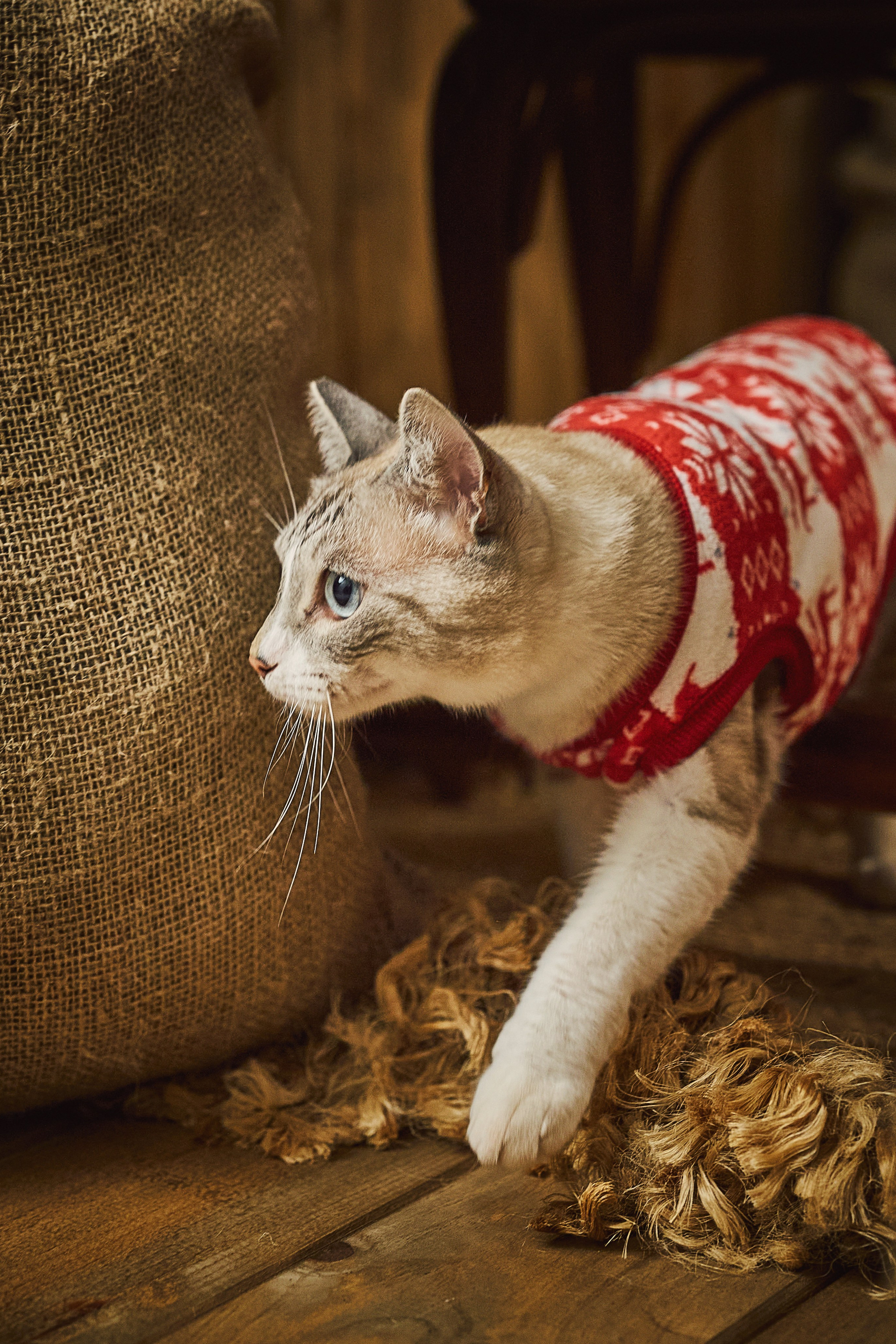 Gato explorando el set navideño