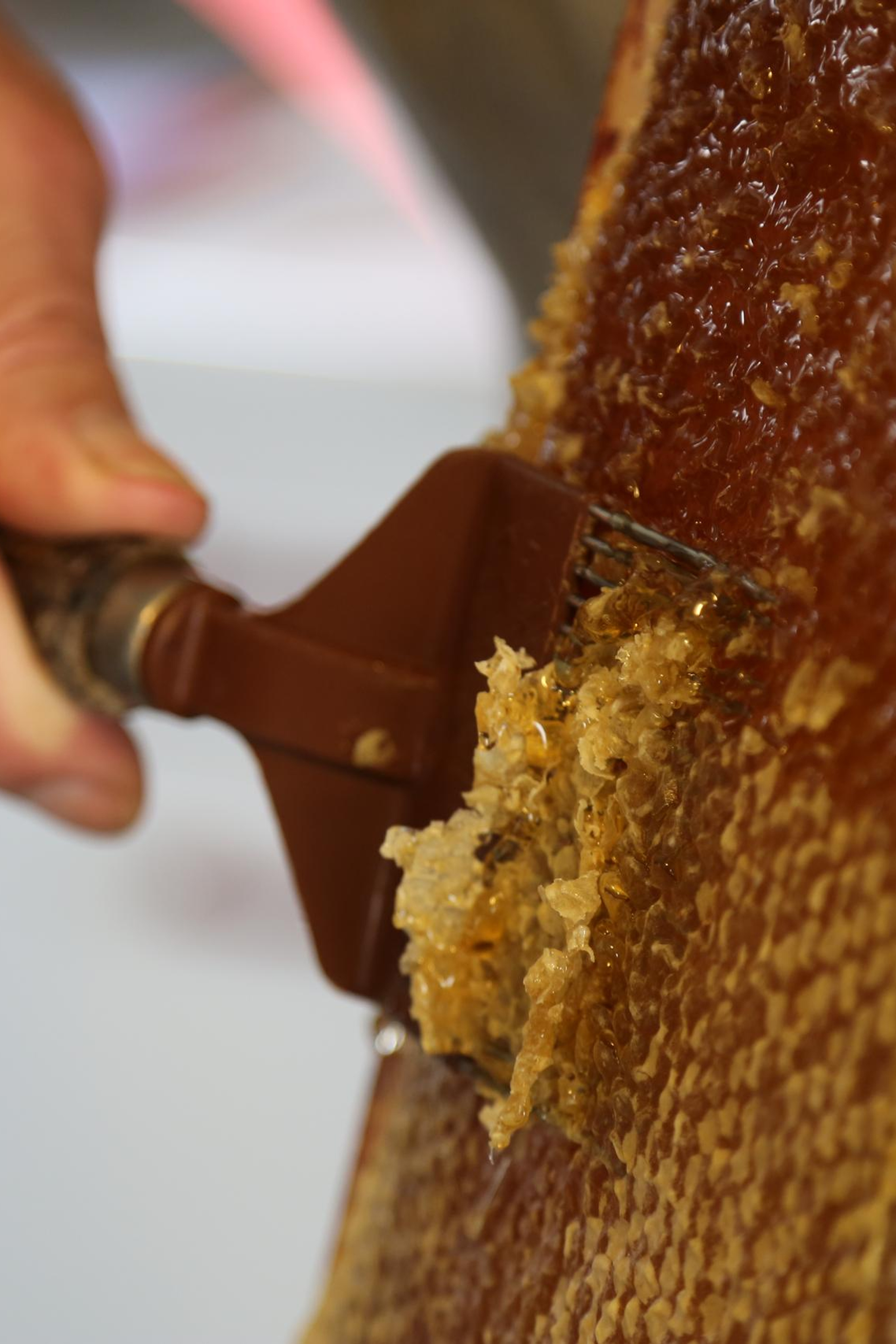 Les abeilles de Paris