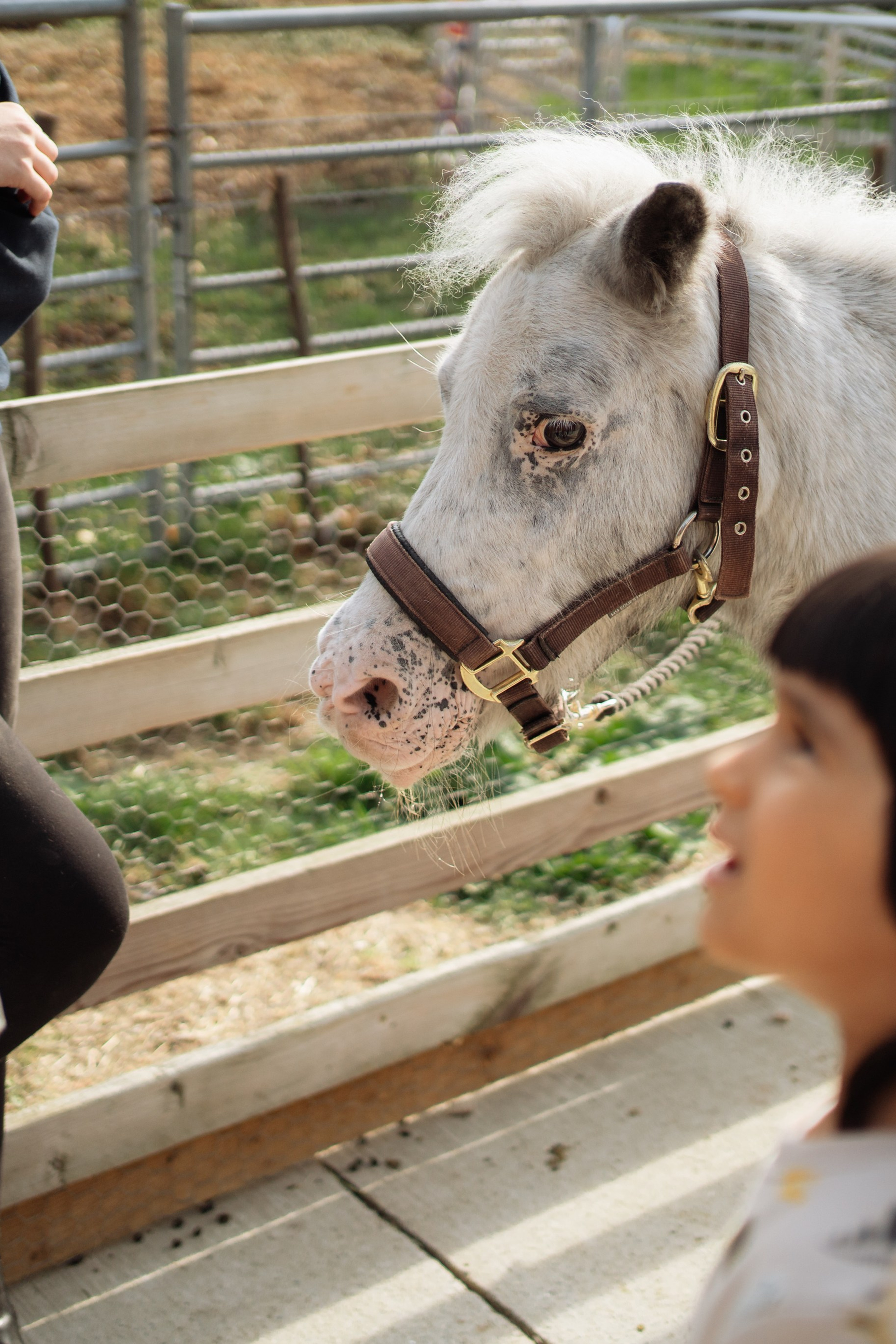 Horse party. Photographer in London Daria Agafonova