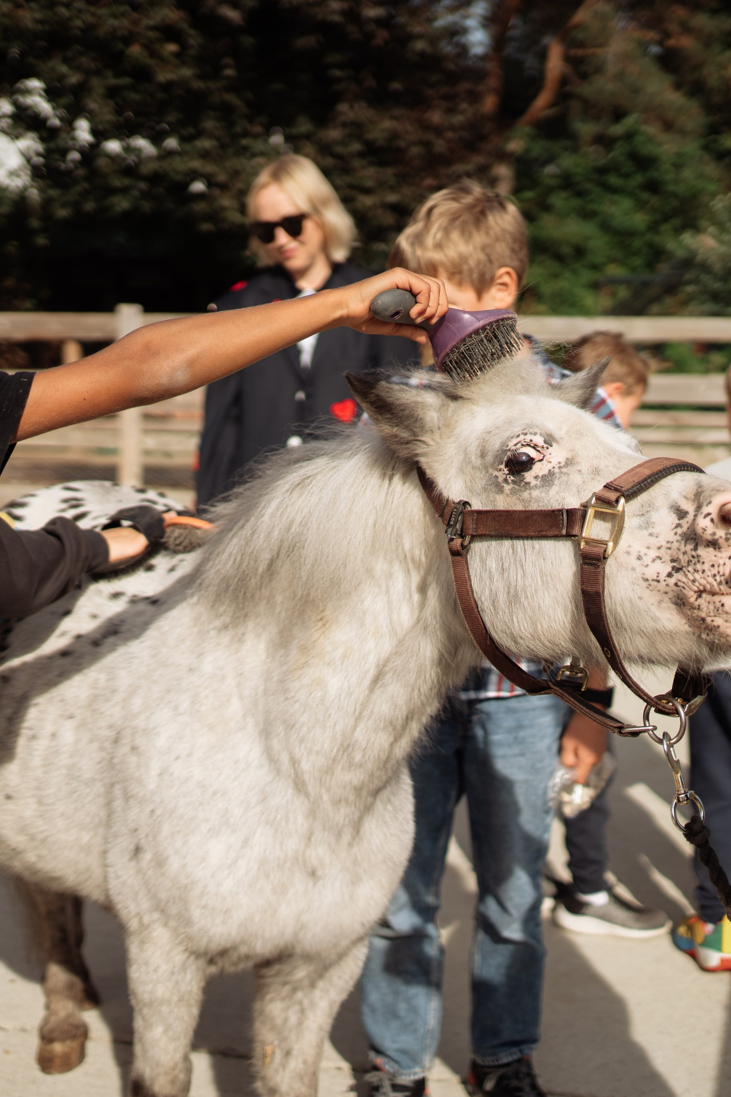 Horse party. Photographer in London Daria Agafonova