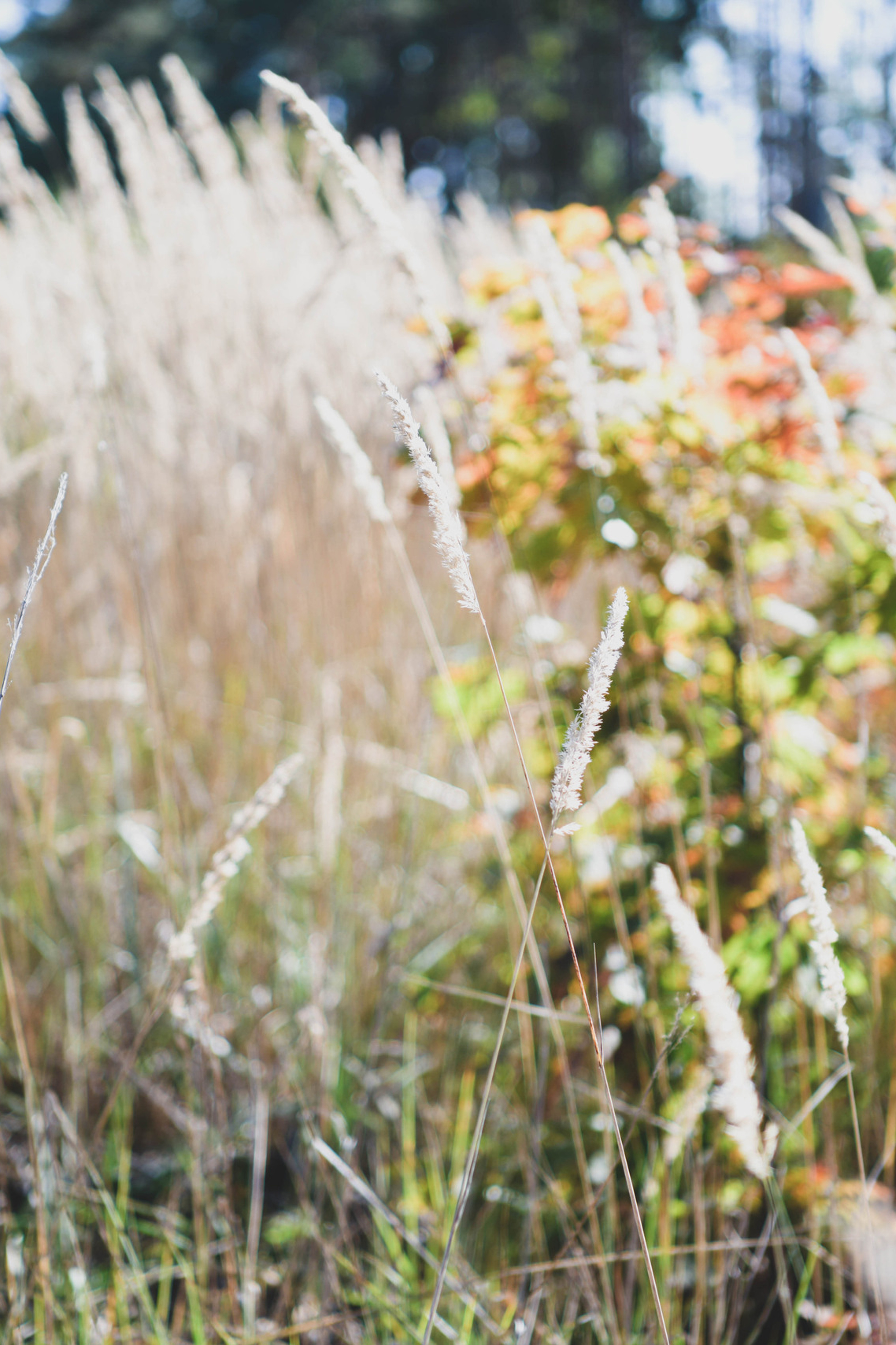 Відгуки. Репортажний та сімейний фотограф Дар’я Хорошавцева