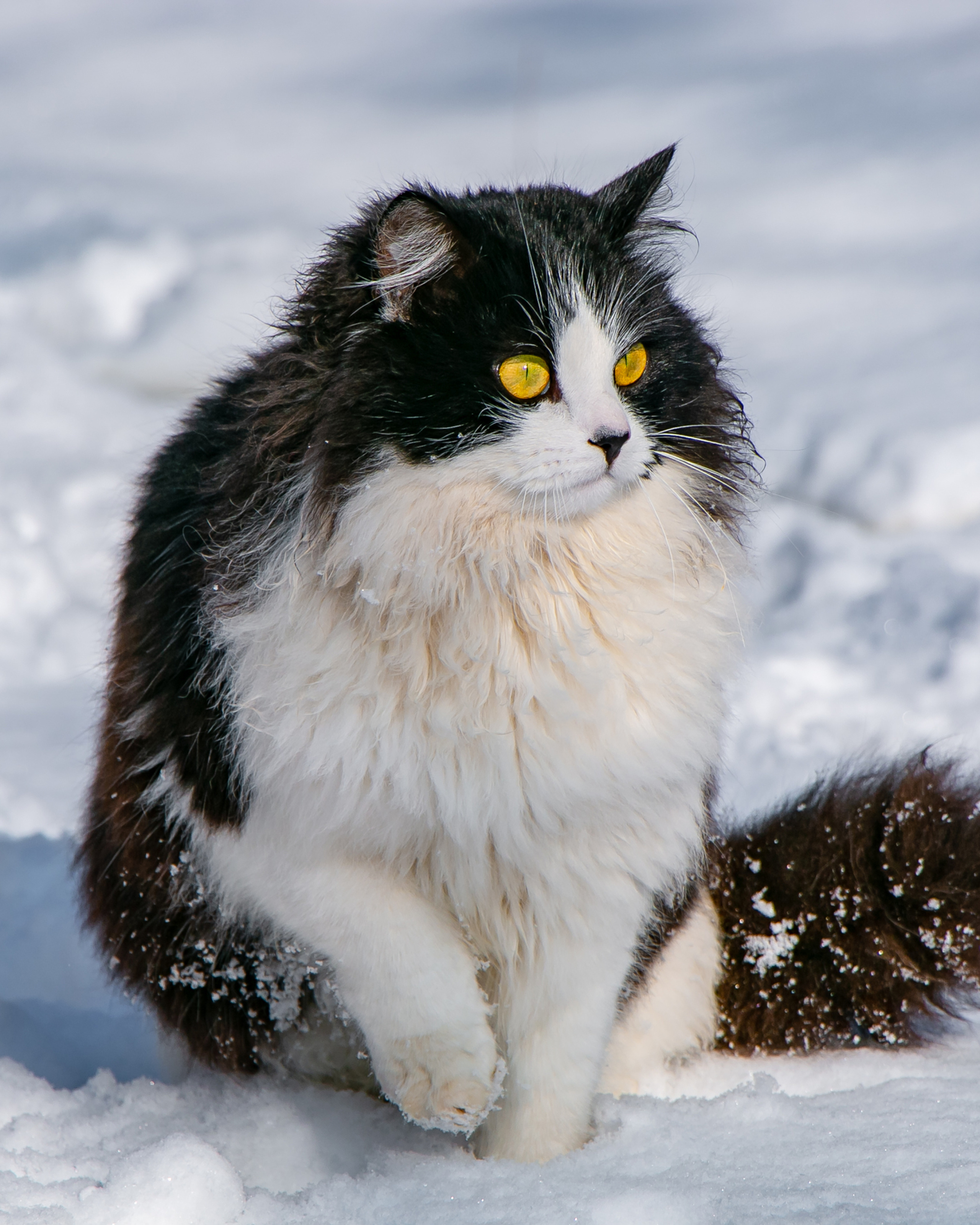 Прогулка кота