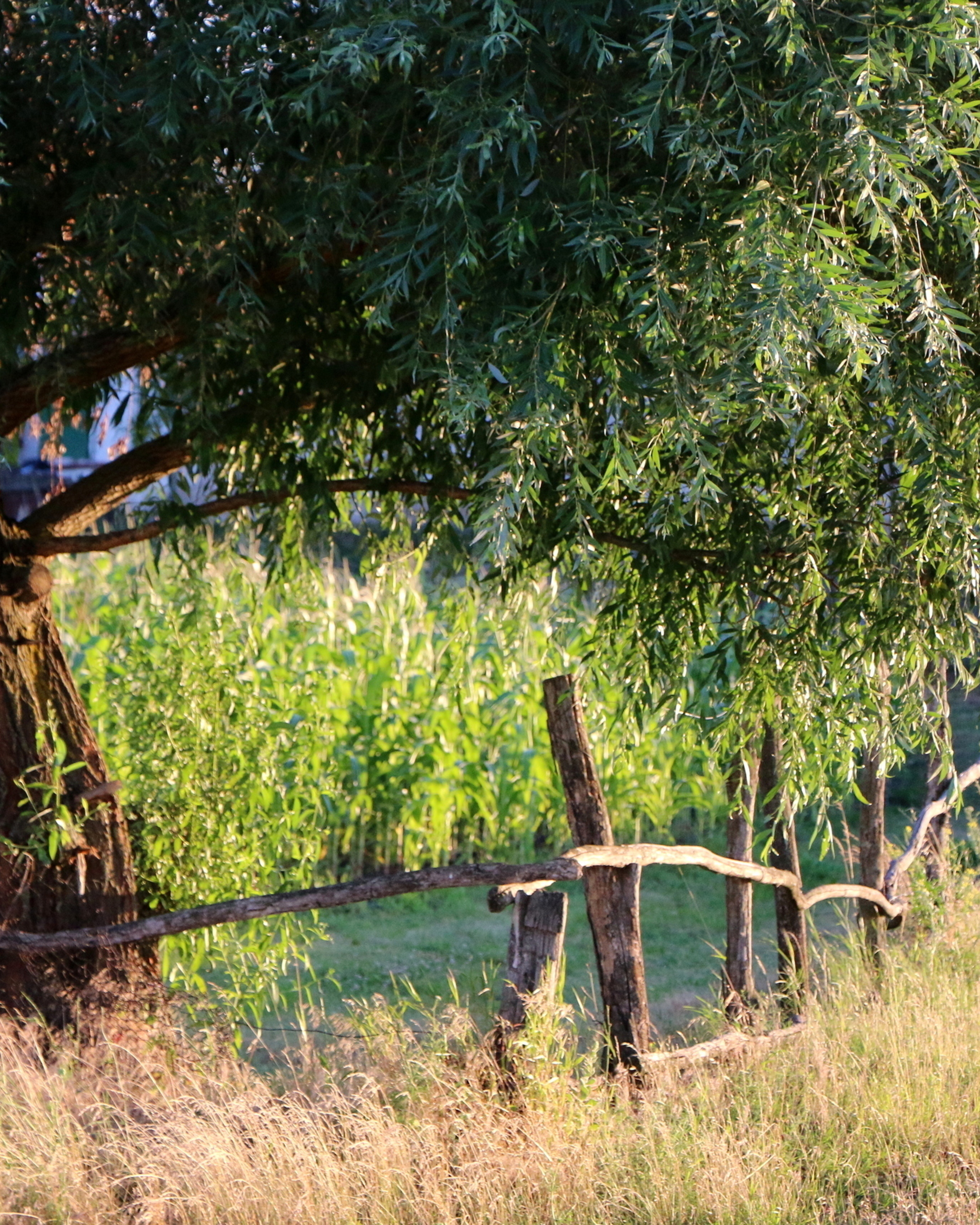 Деревенские мотивы