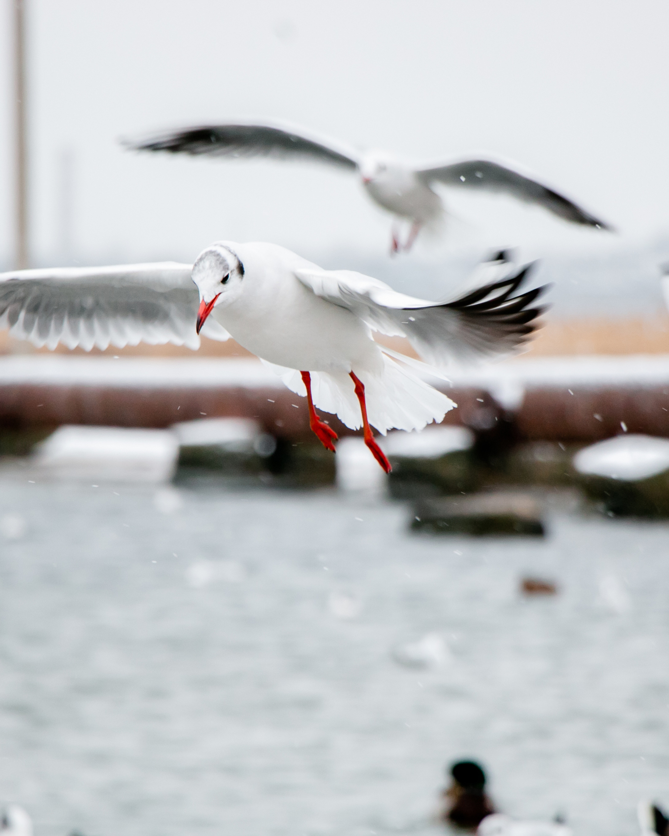 Паромная переправа