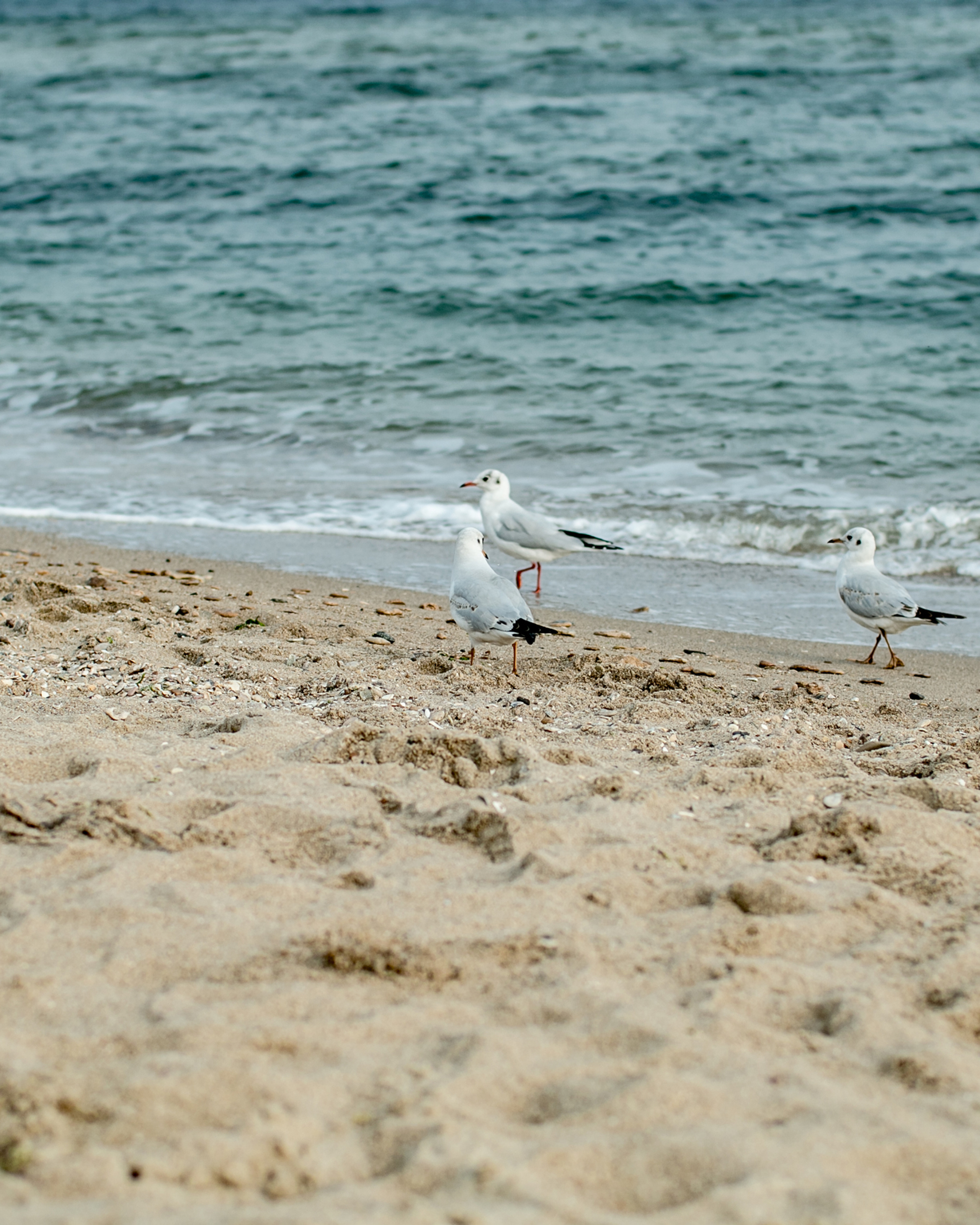 Прогулка к морю
