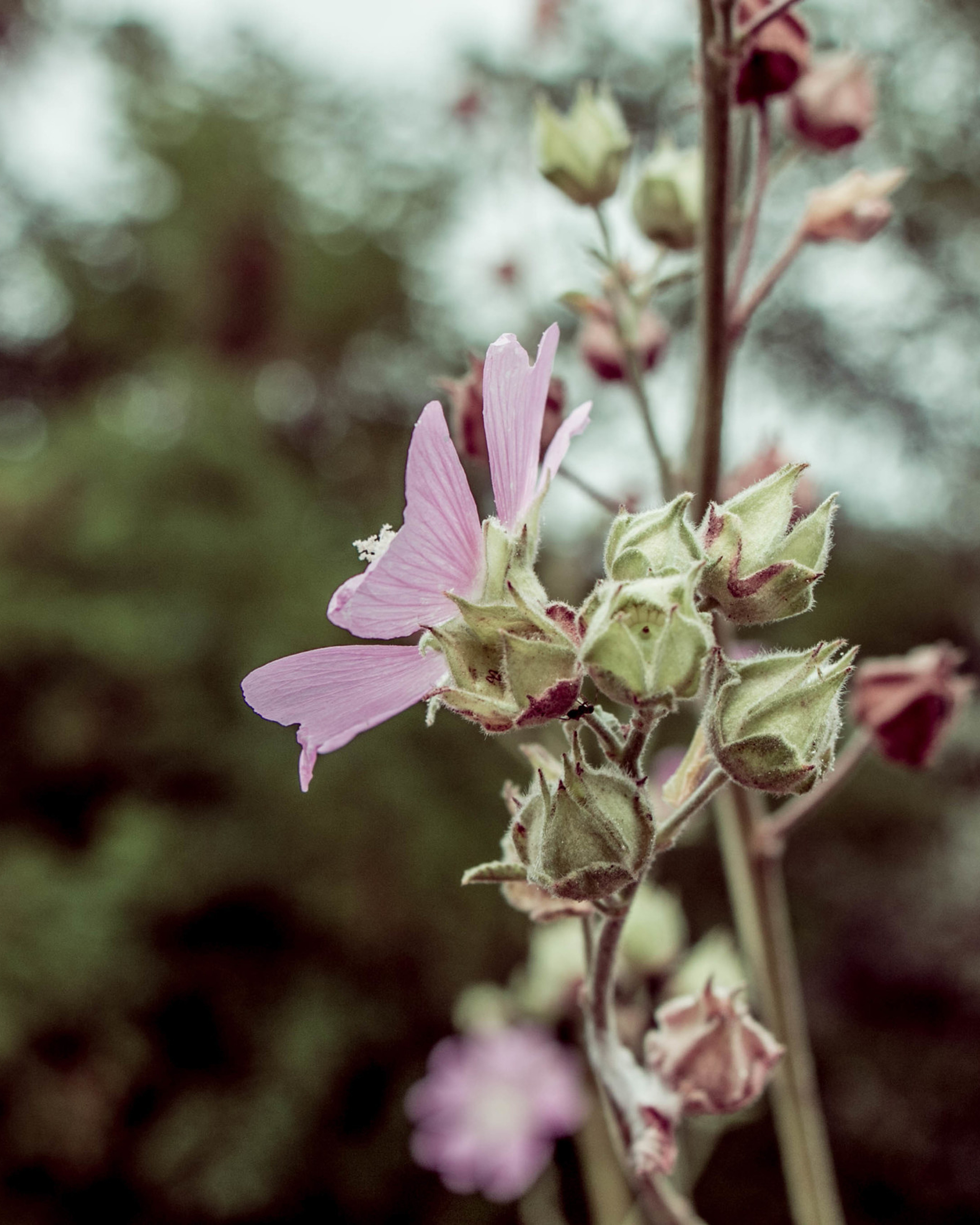 детство-детство ты куда бежишь?