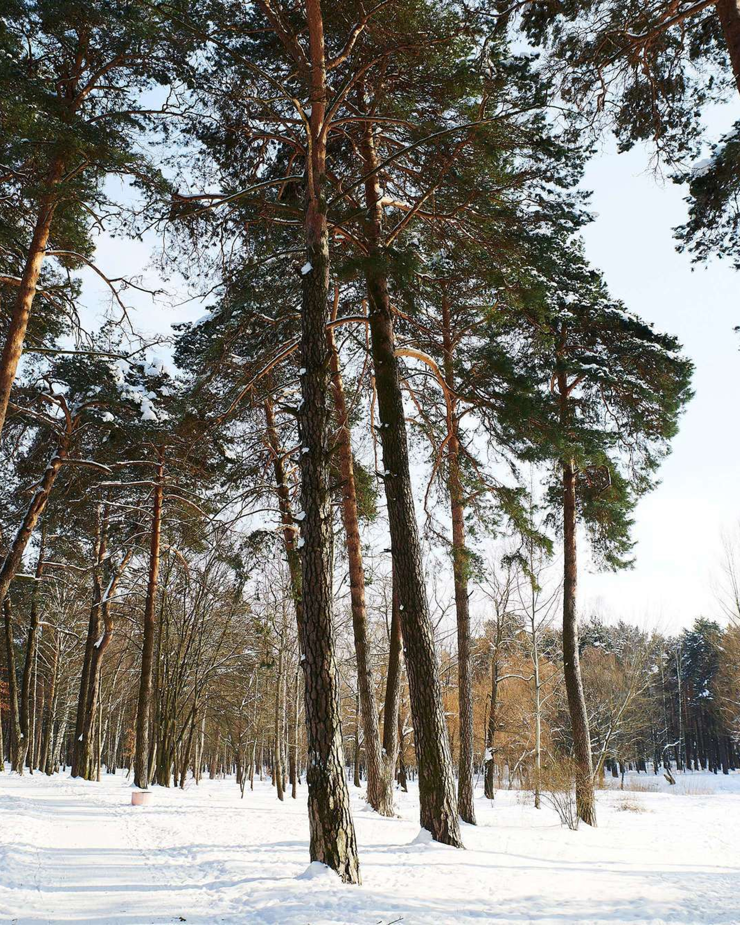 Зимова прогулянка