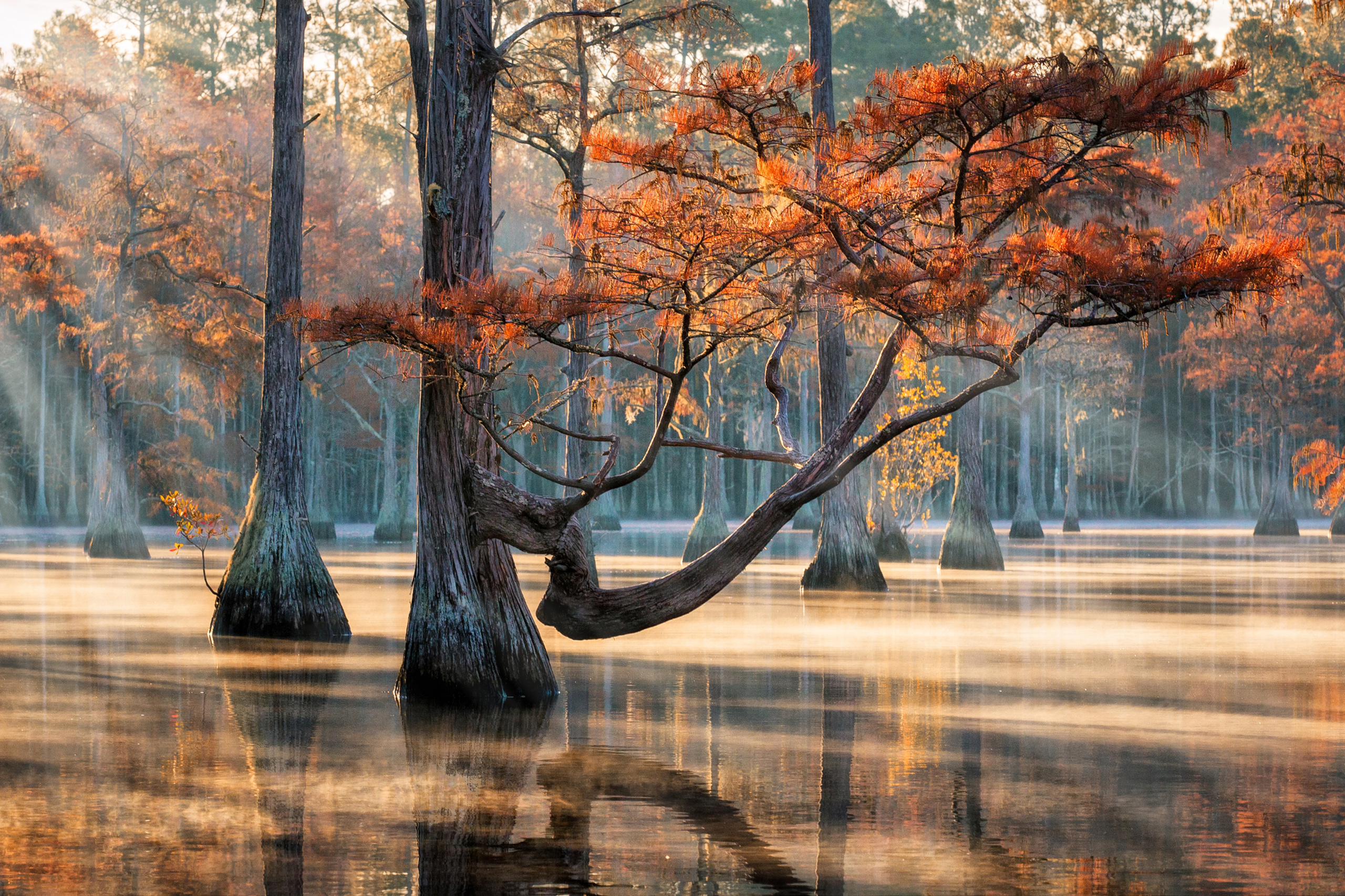 Georgia Cypress Swamps