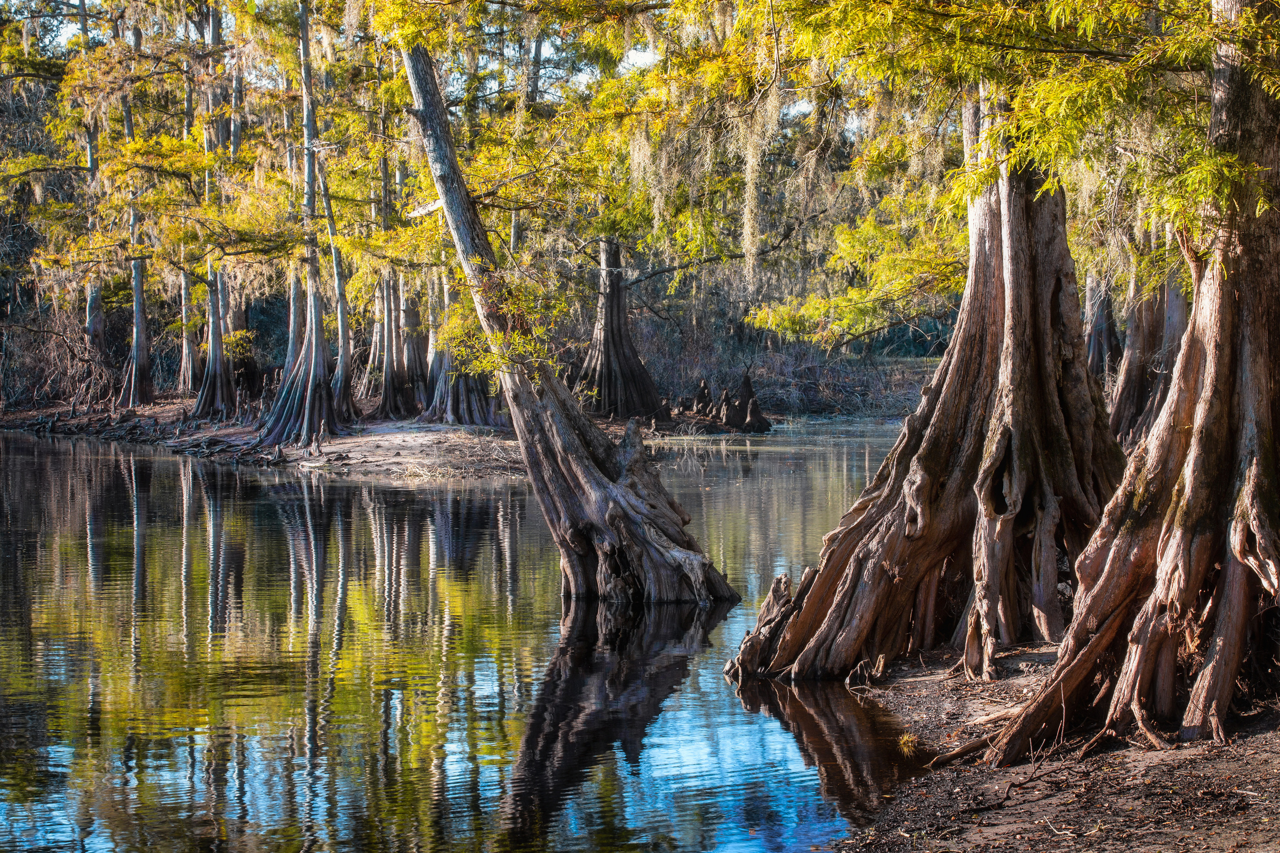 South Florida Cypress Swamps
